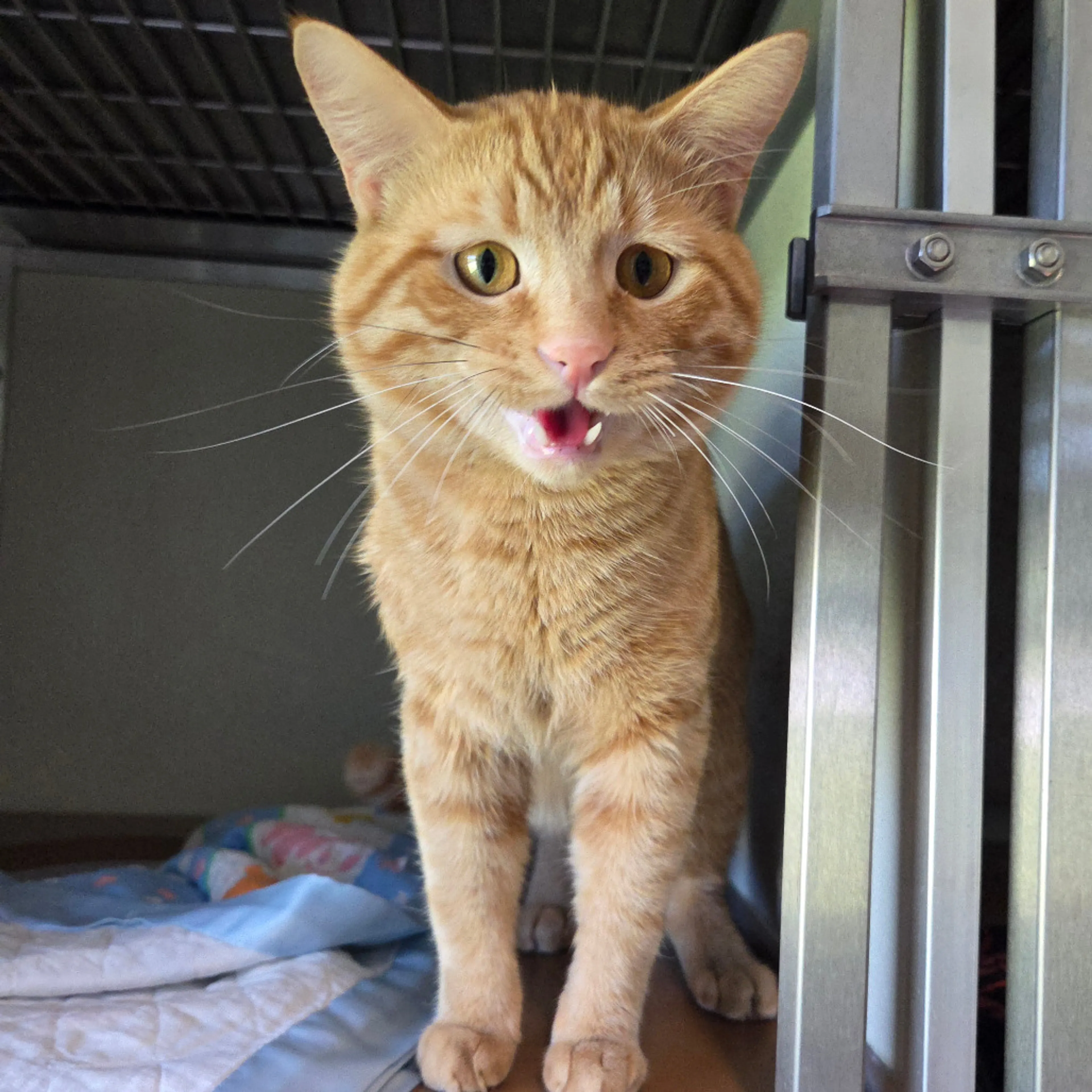 Found pet-3