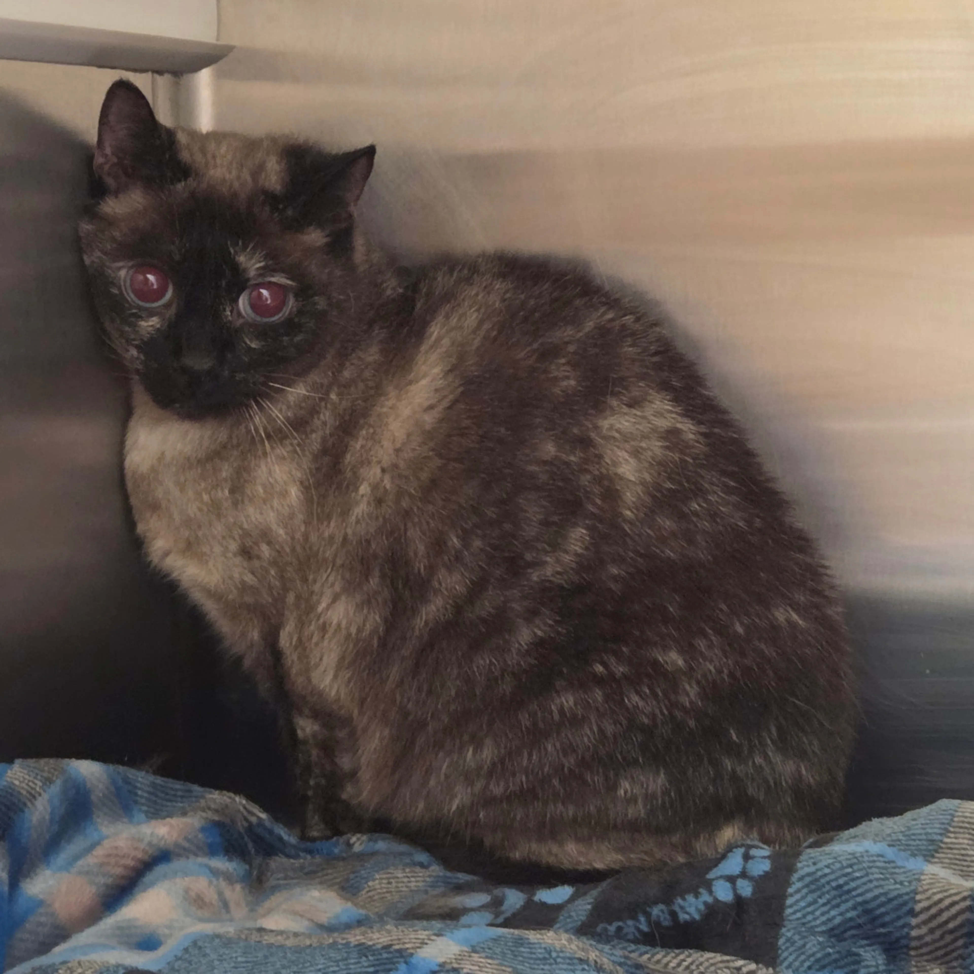 Found pet-1