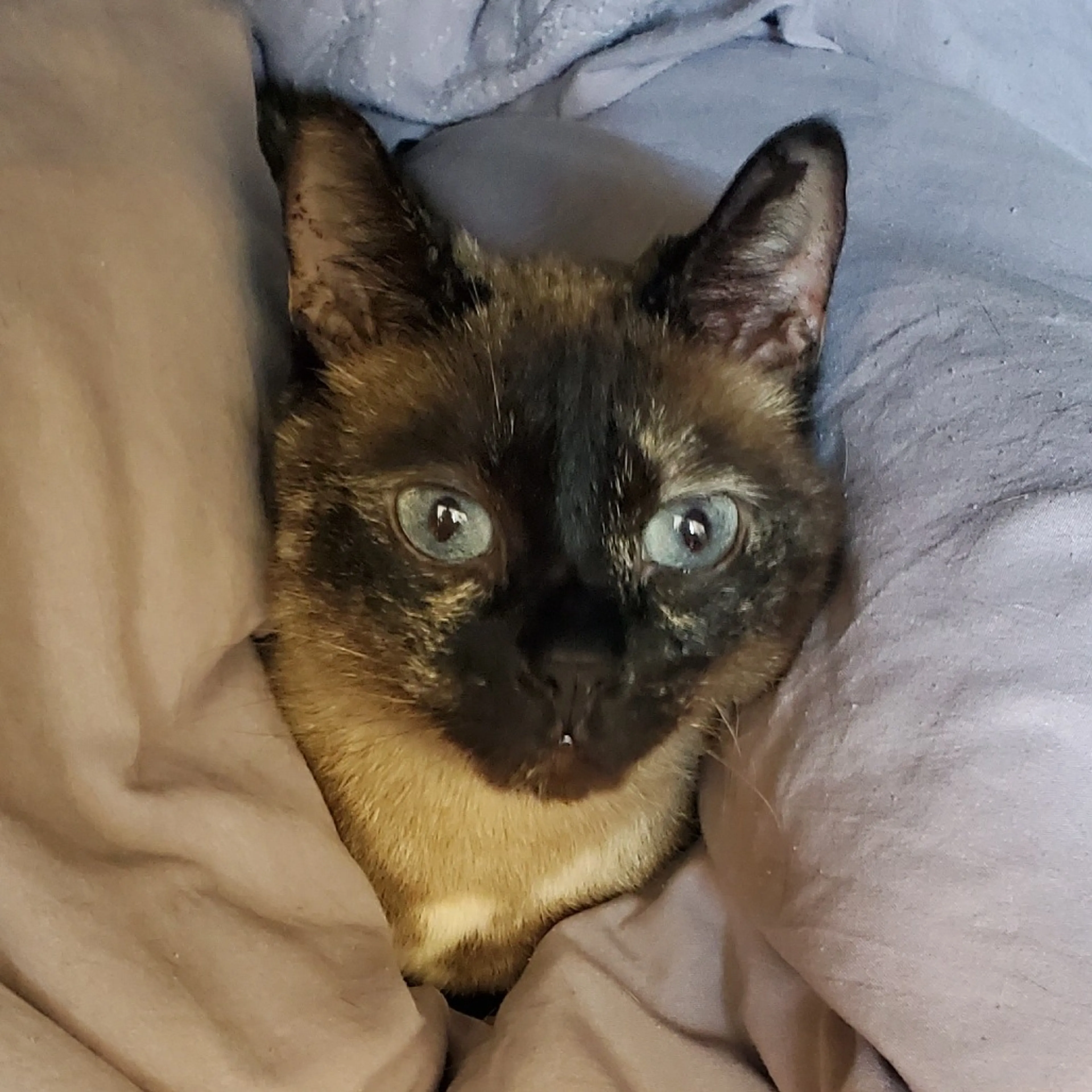 Found pet-0