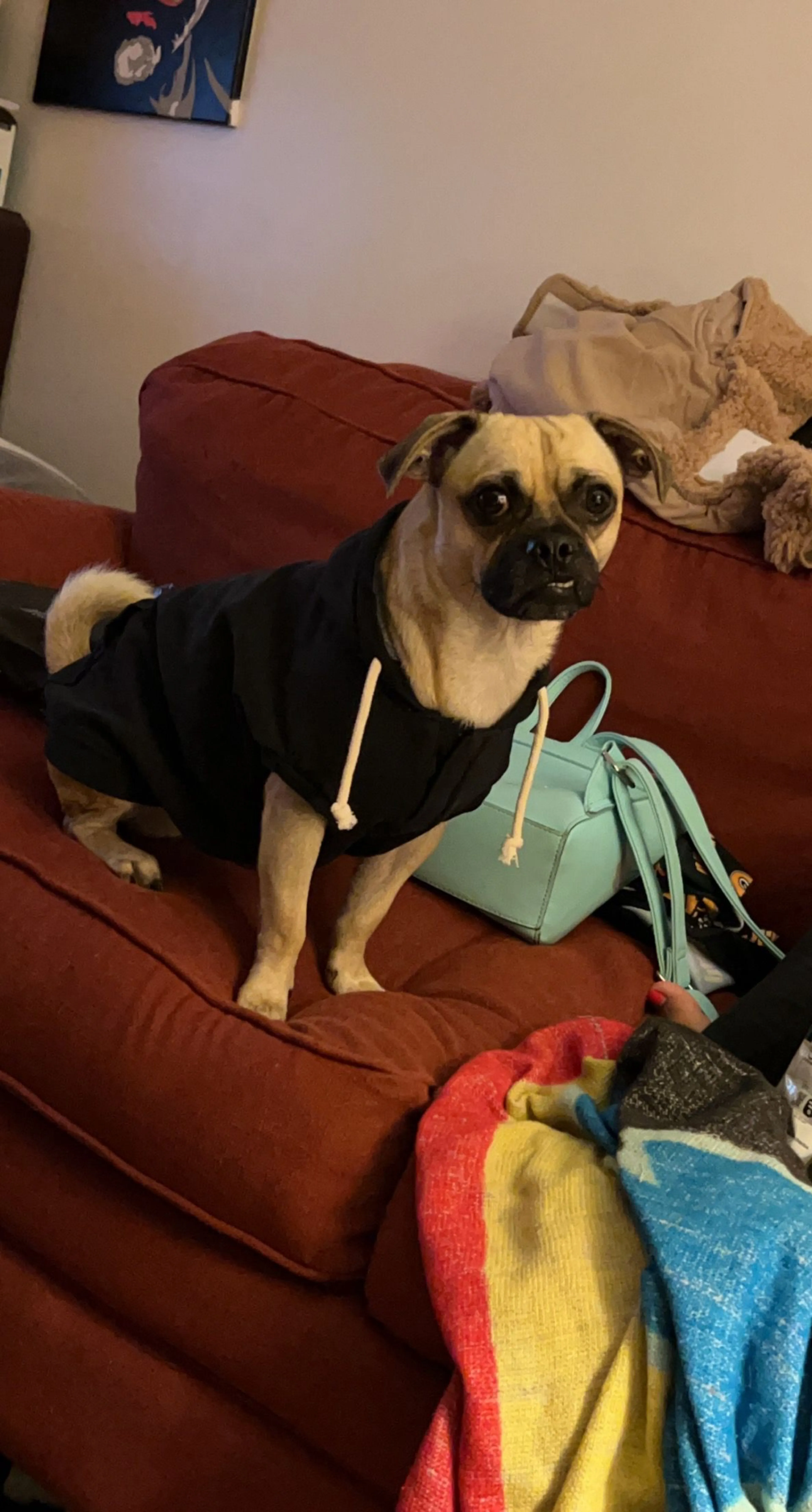Lost pet-4