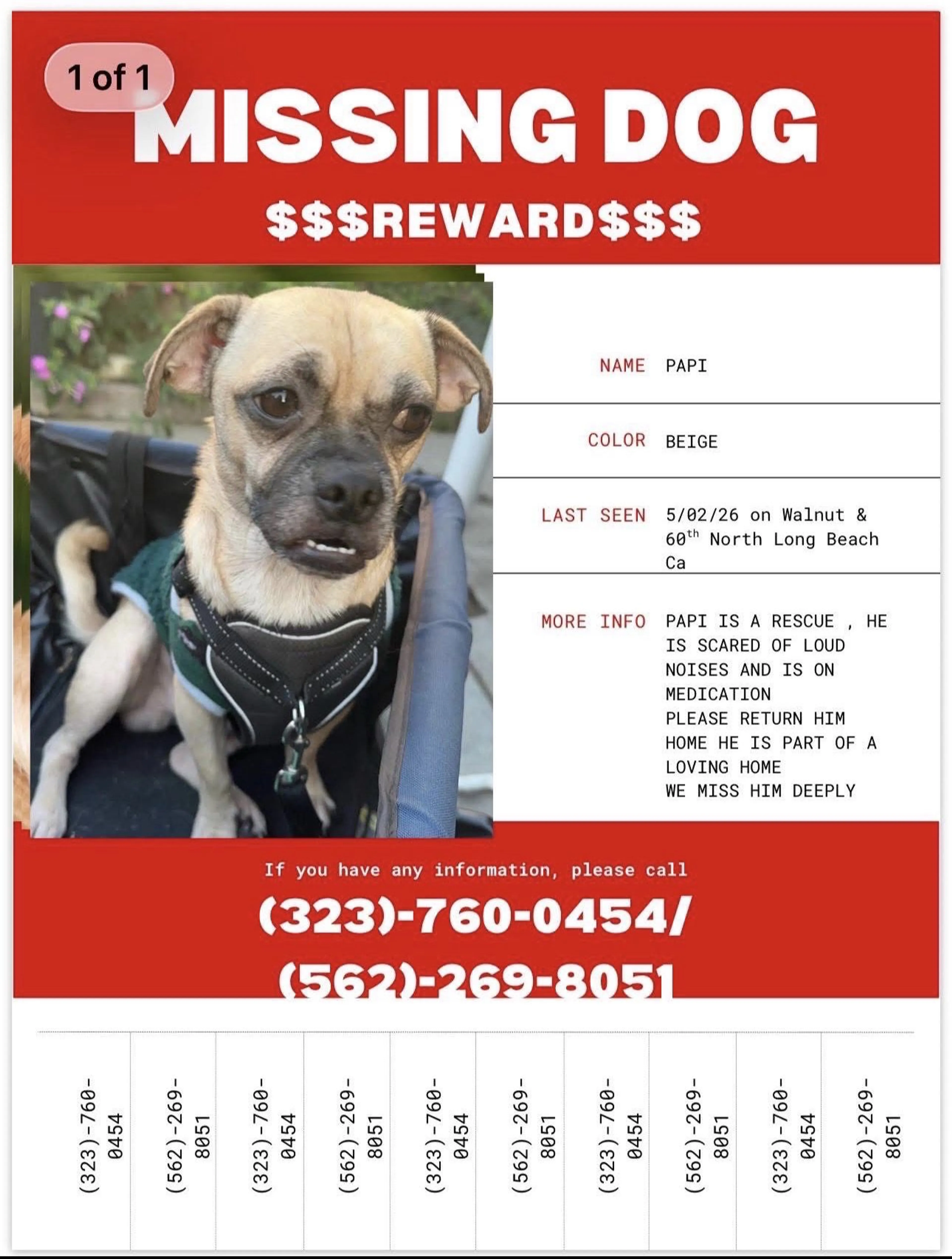Lost pet-0