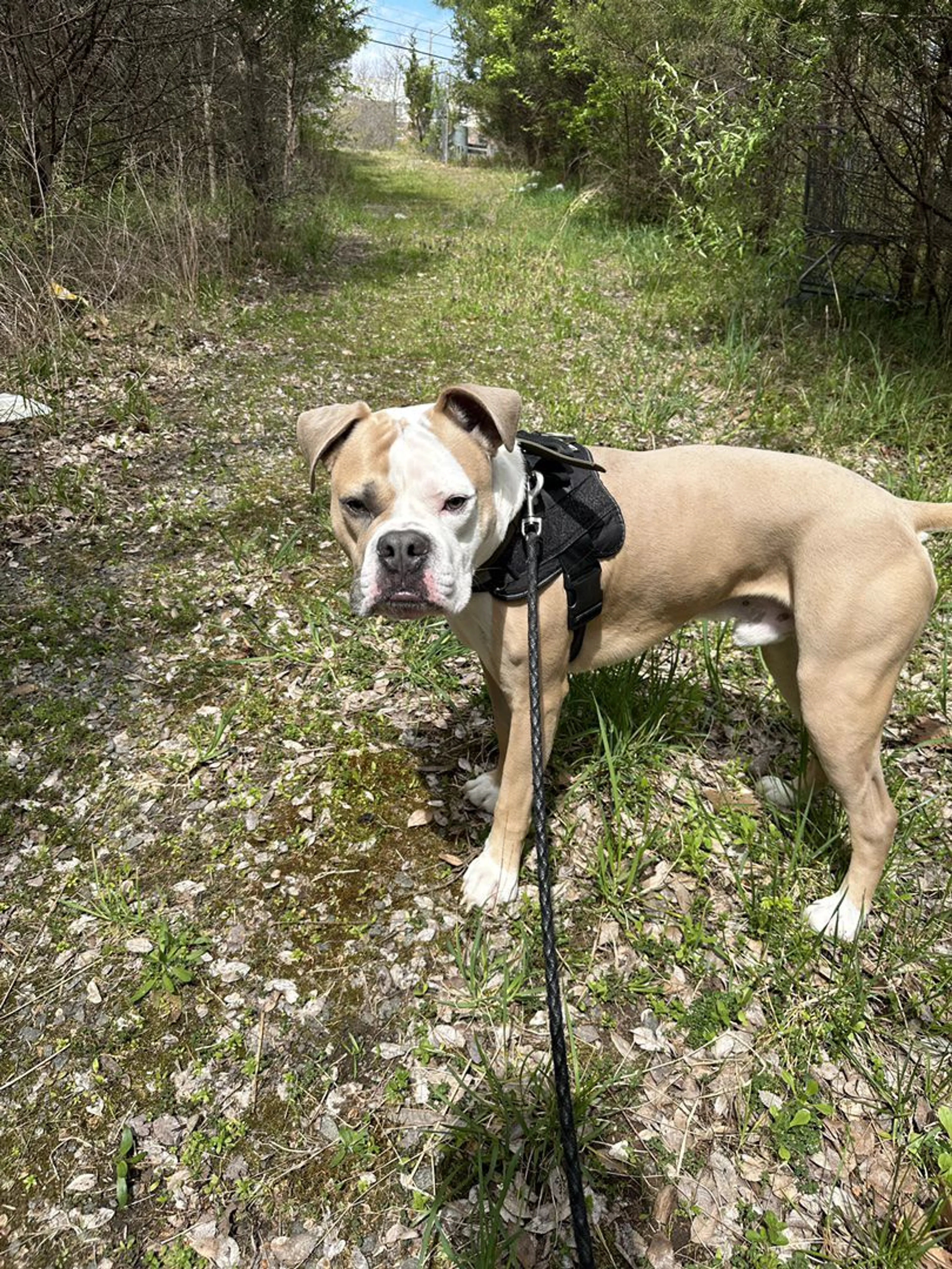 Lost pet