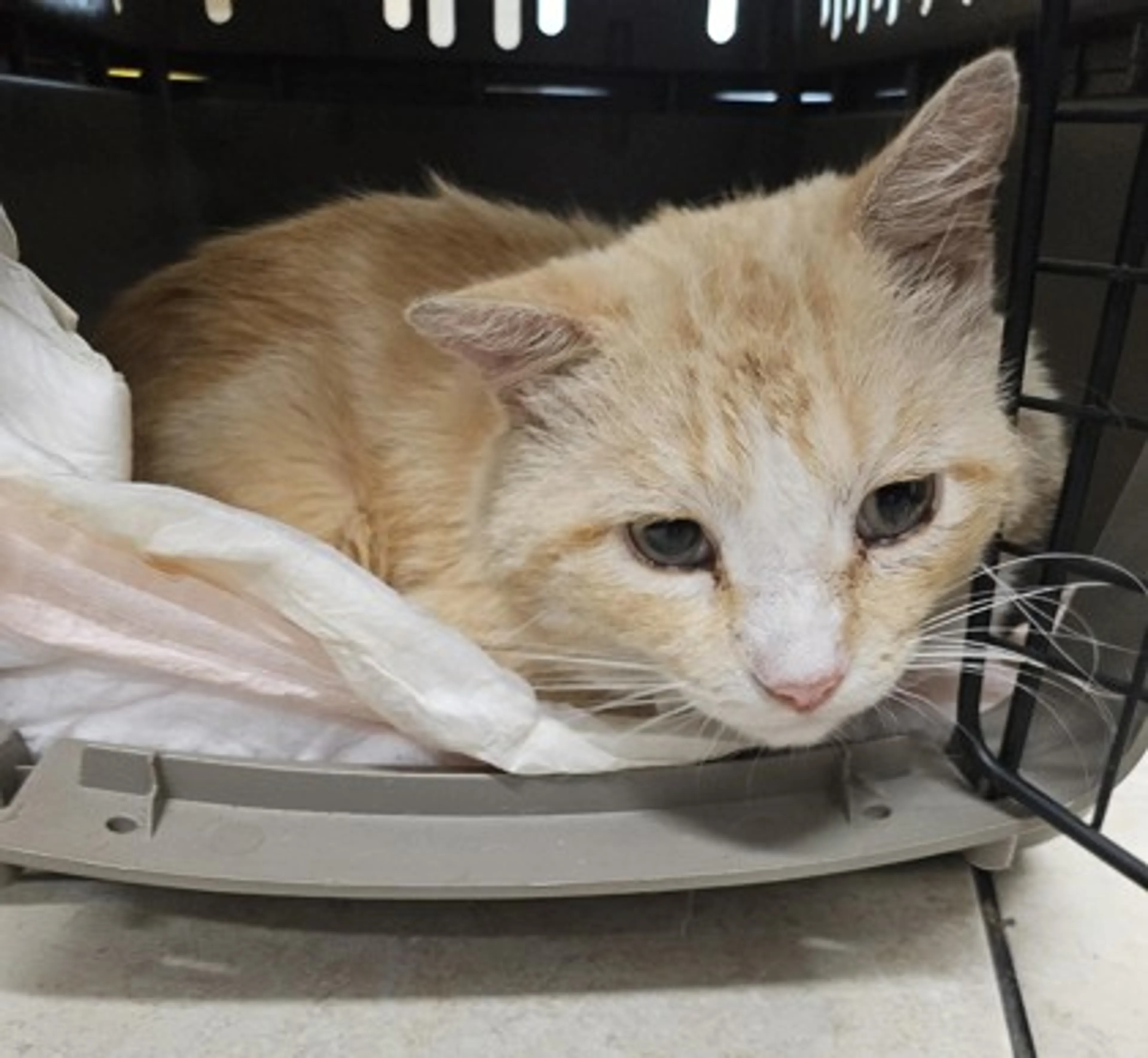 Found pet