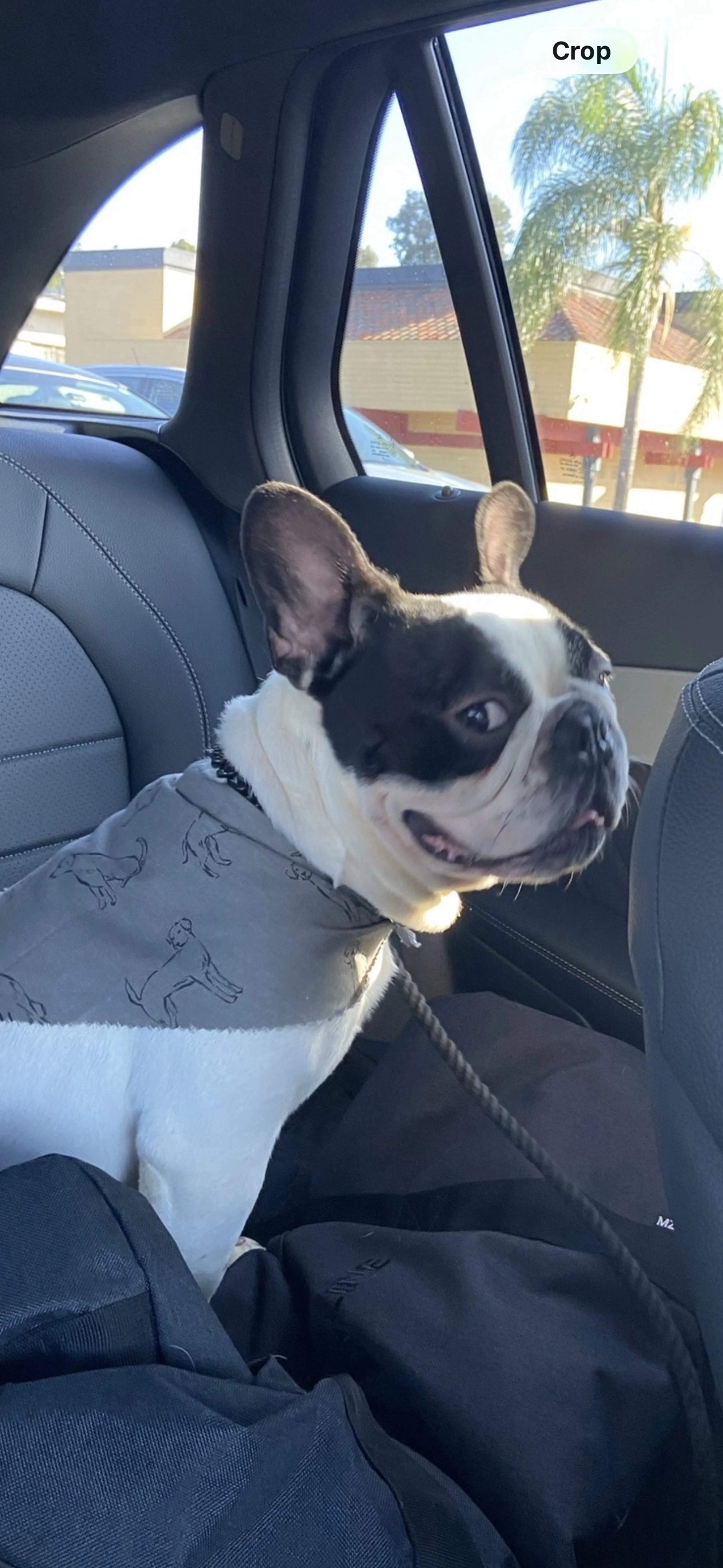 Lost pet-1