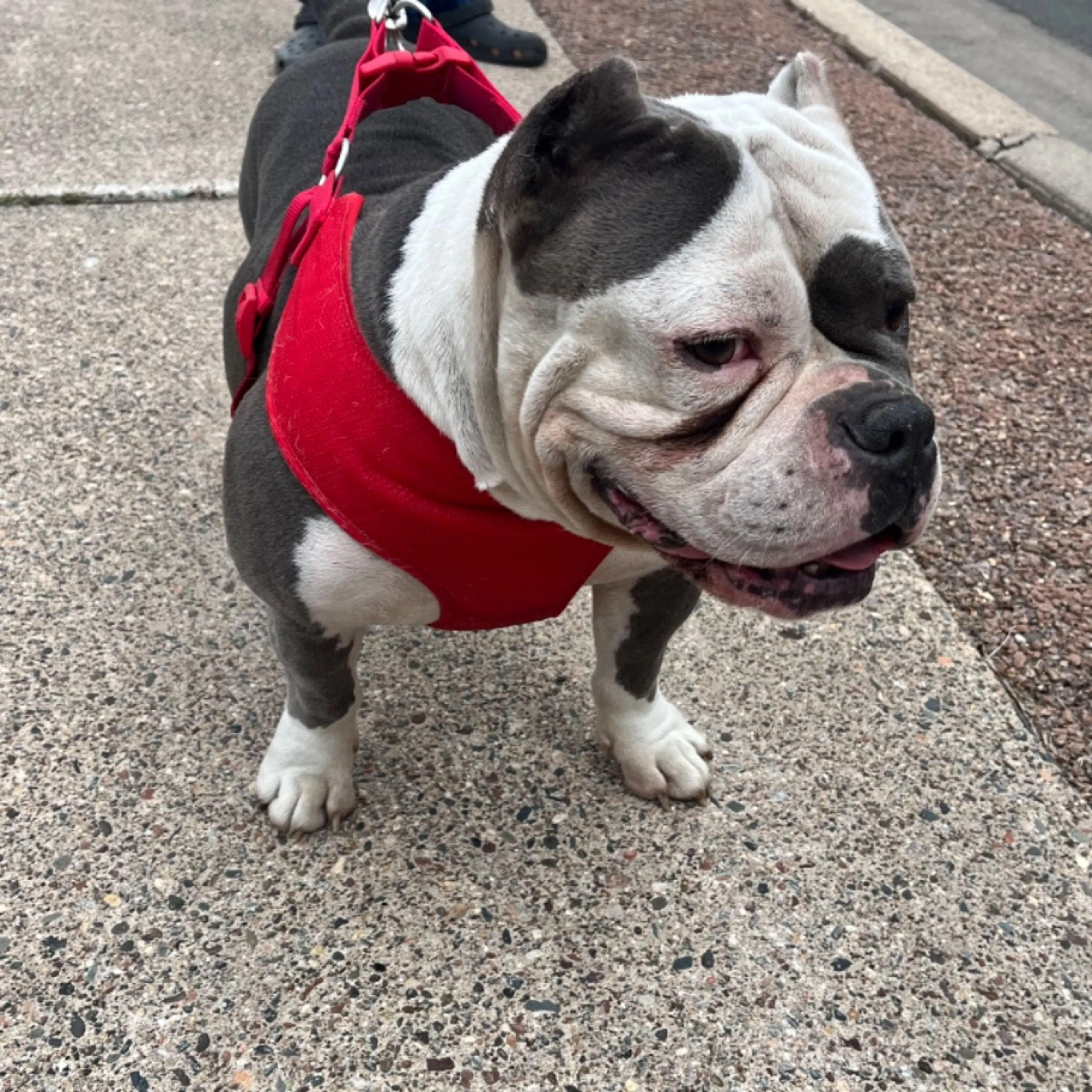Found pet