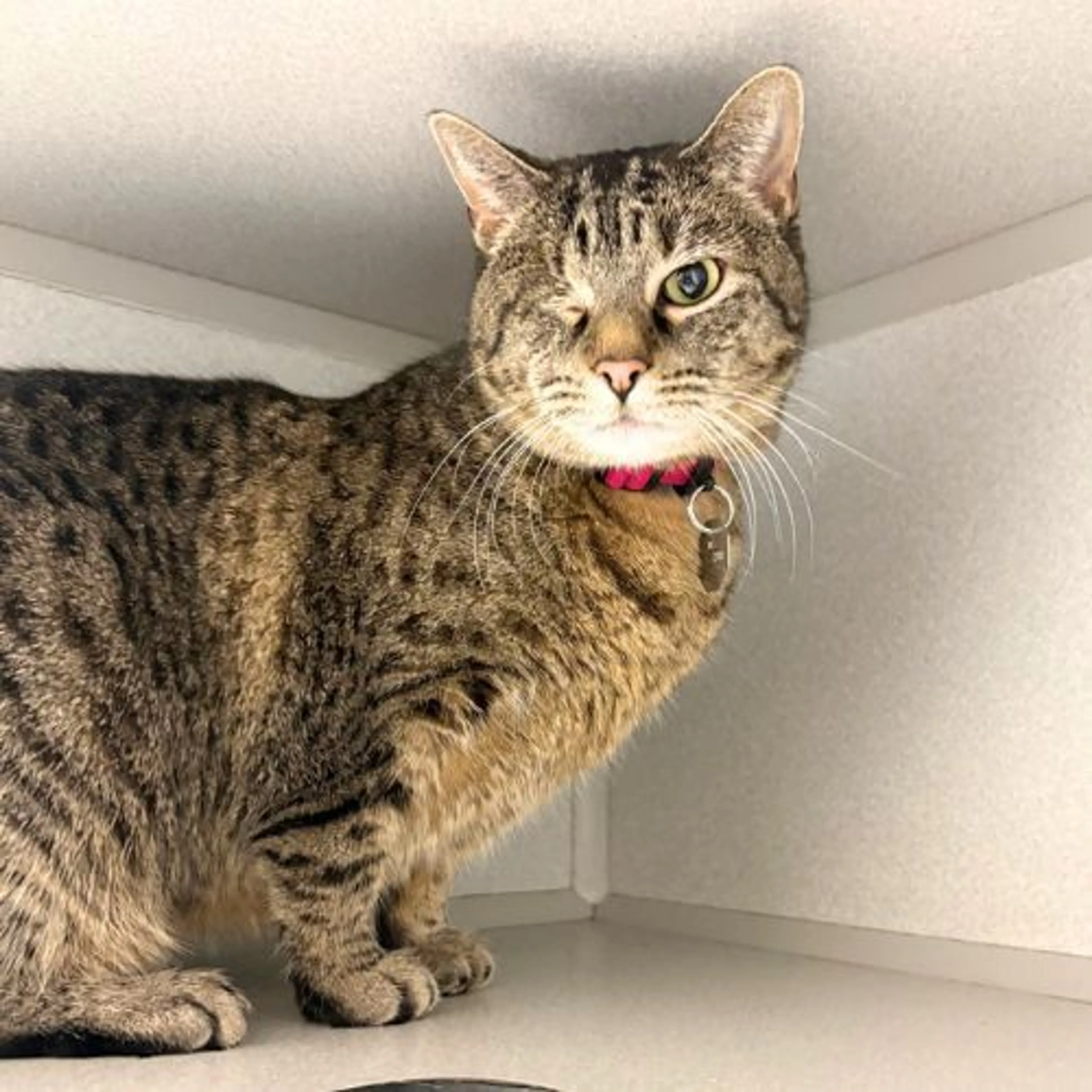 Found pet