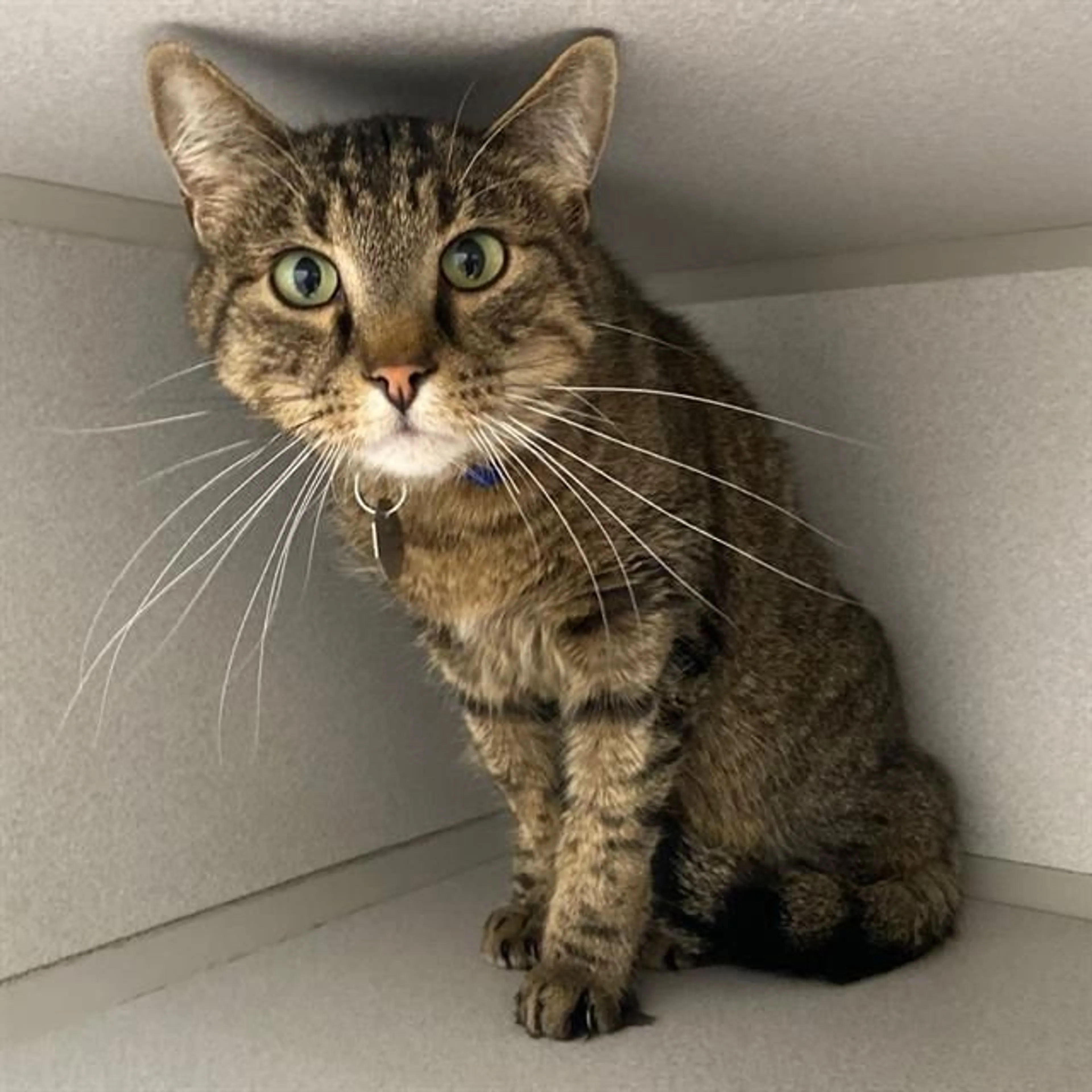 Found pet