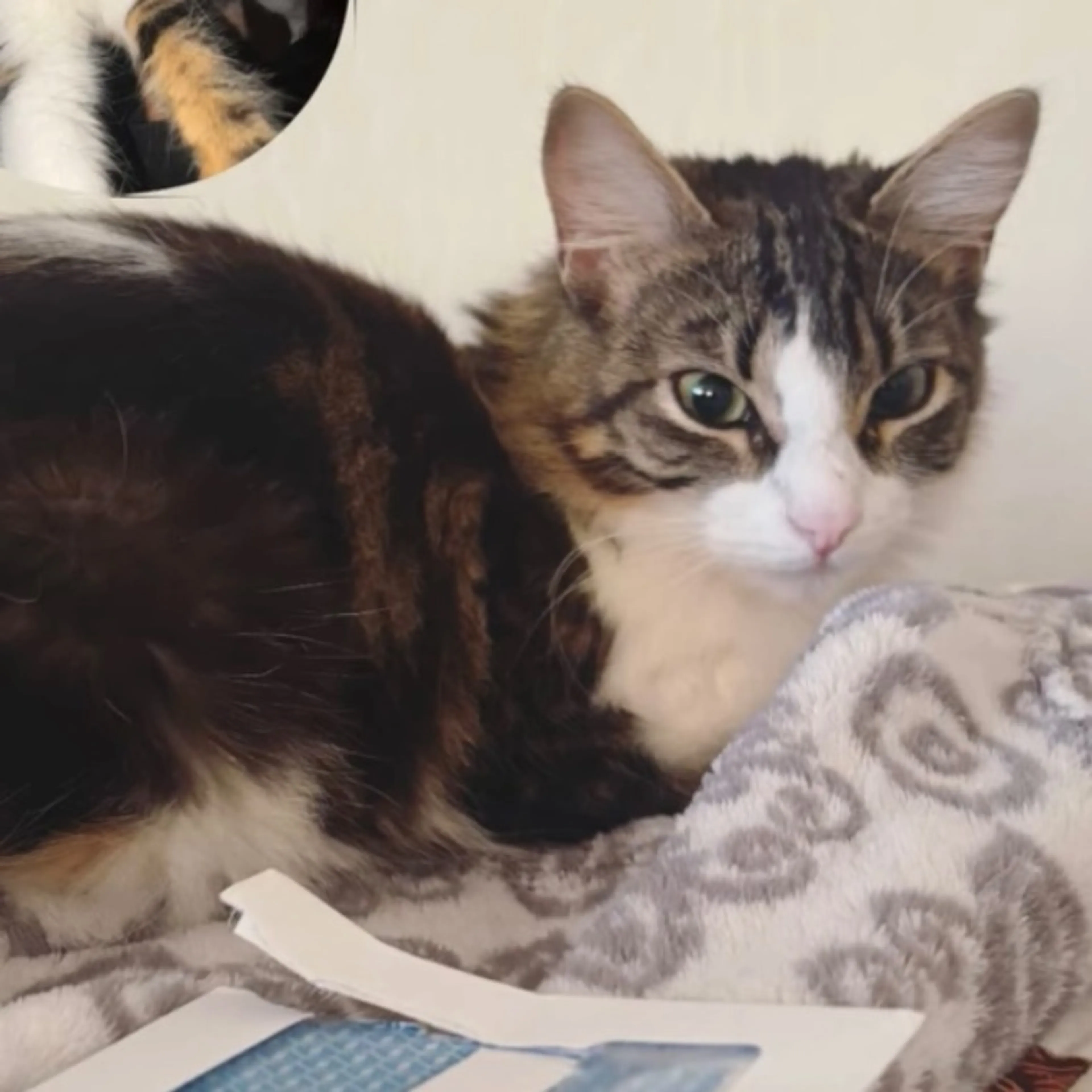 Lost pet