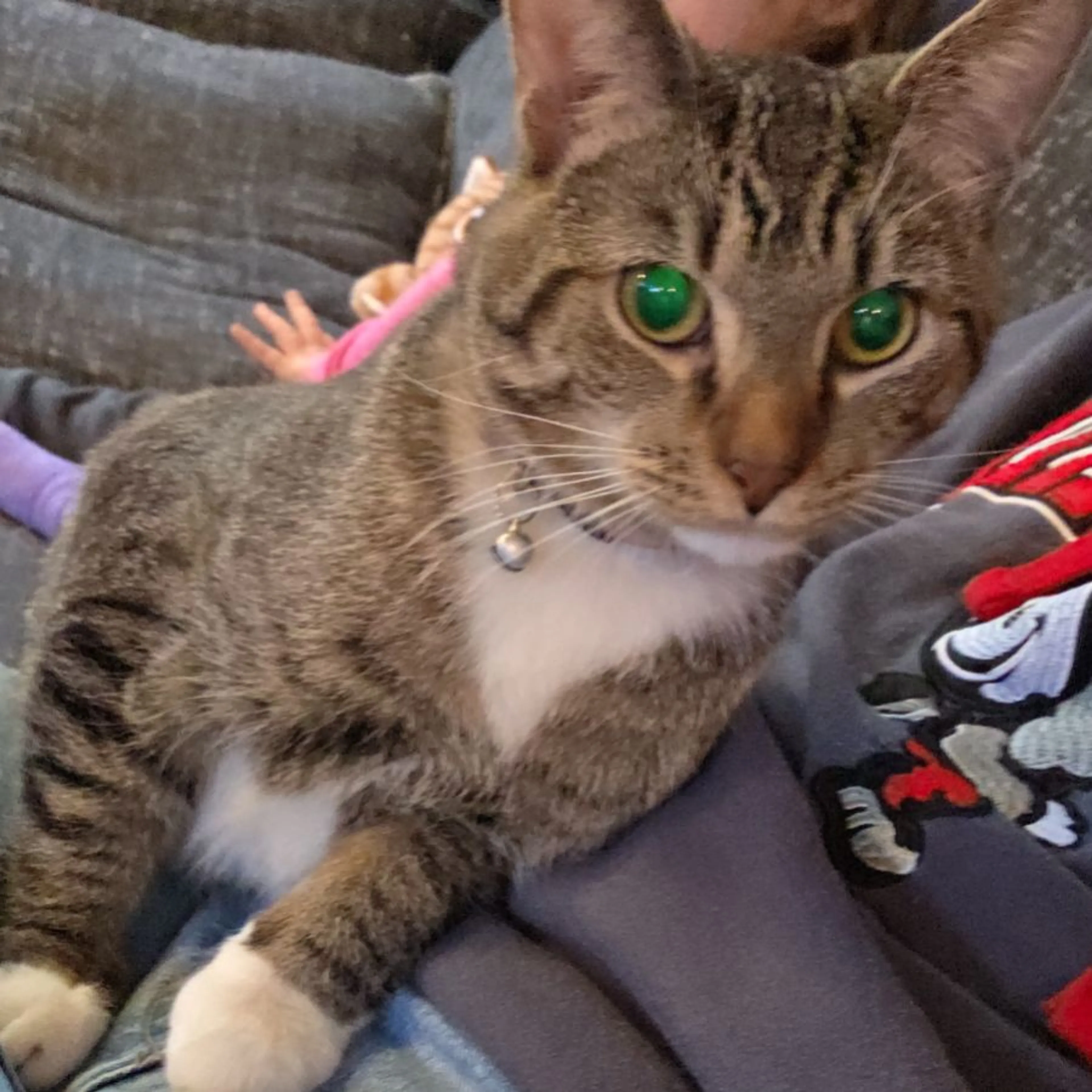 Lost pet