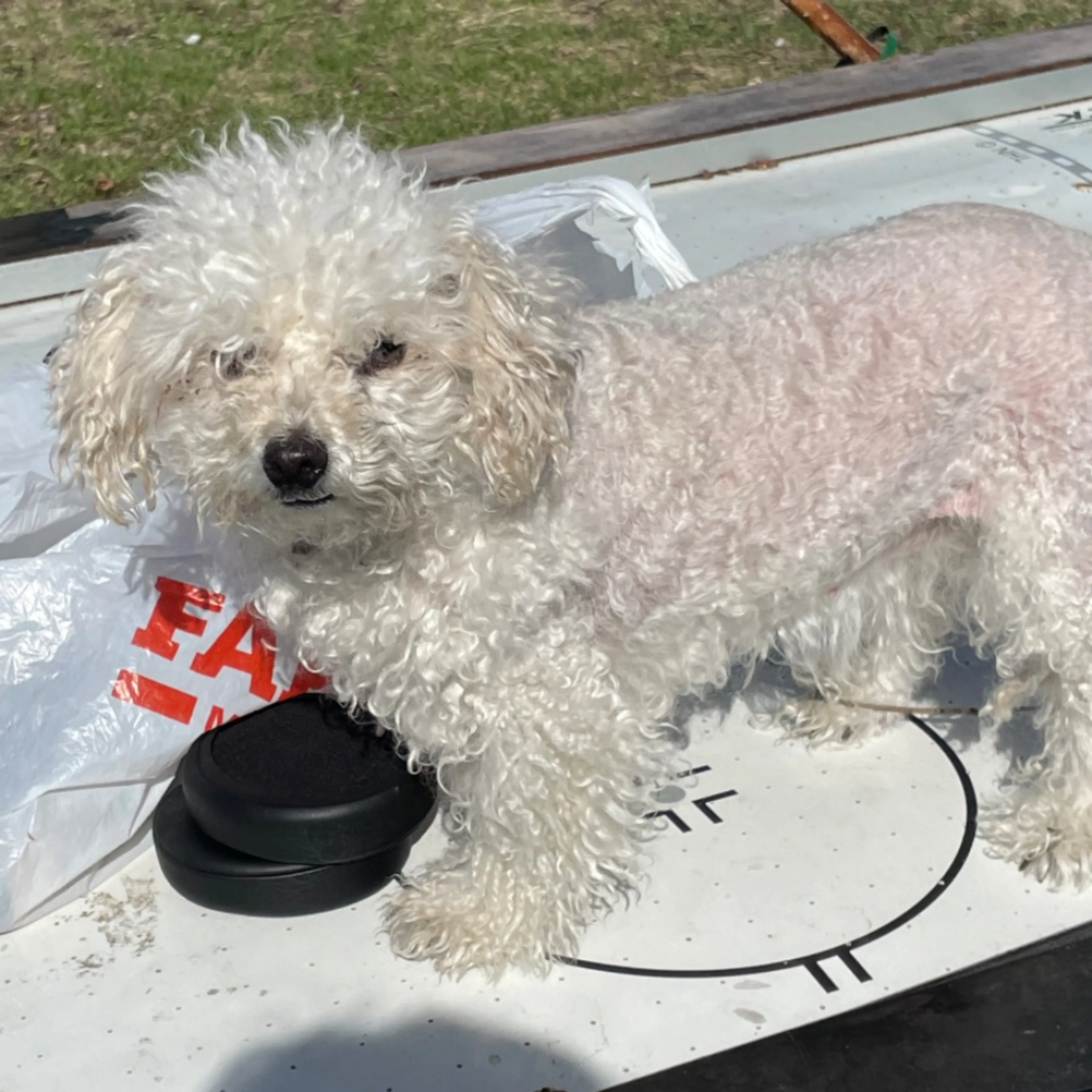 Lost pet