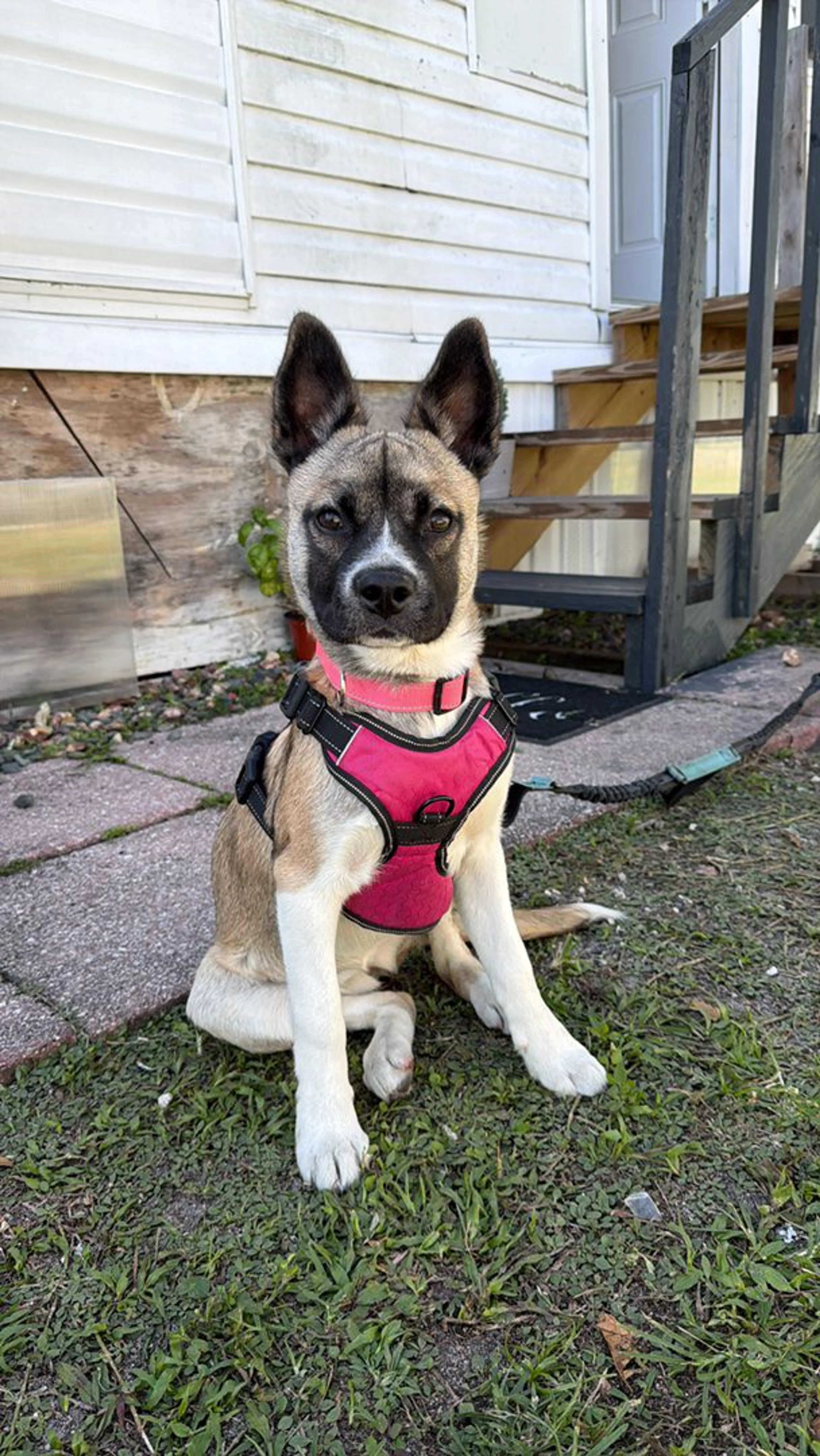 Lost pet