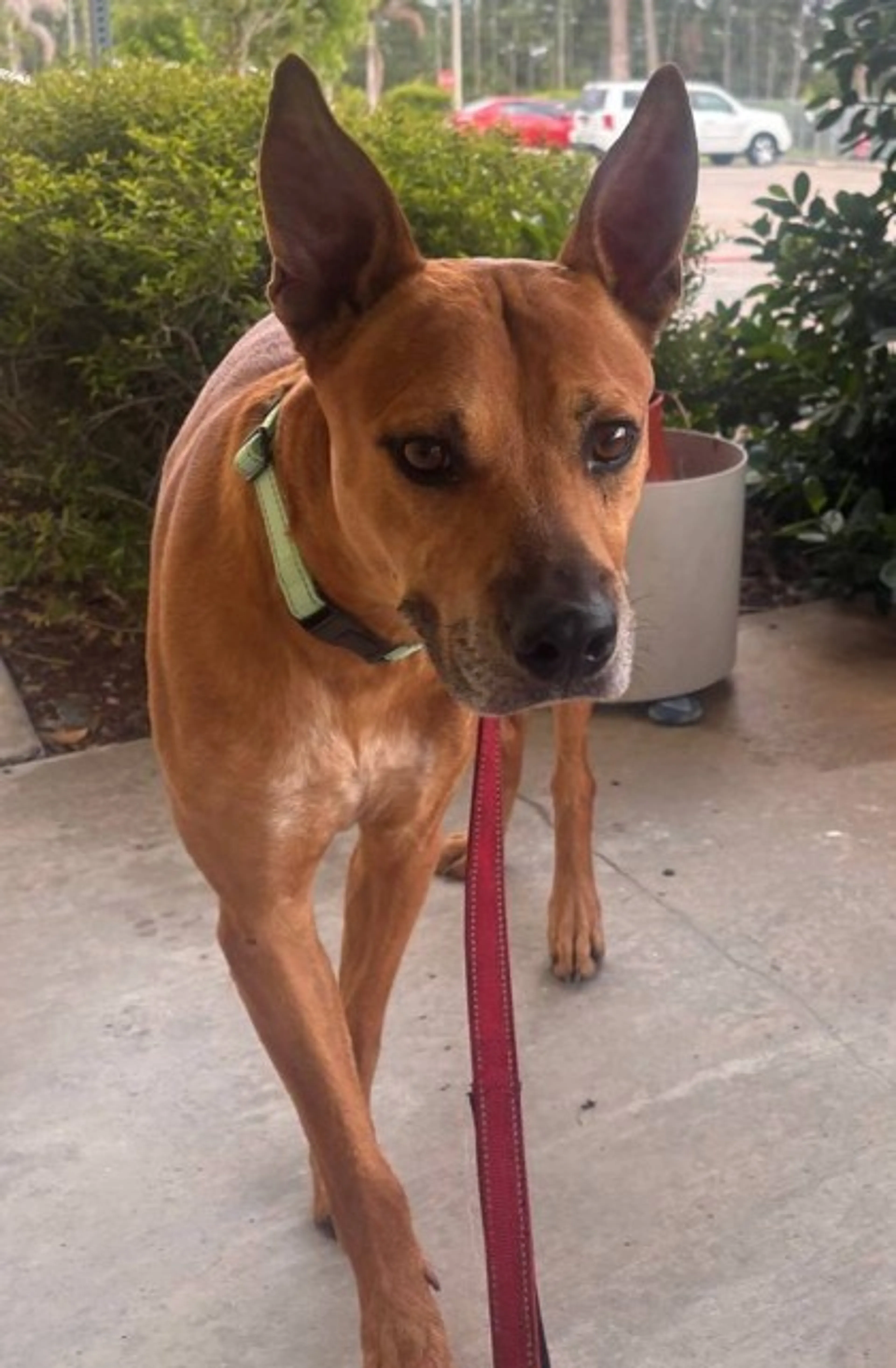 Found pet