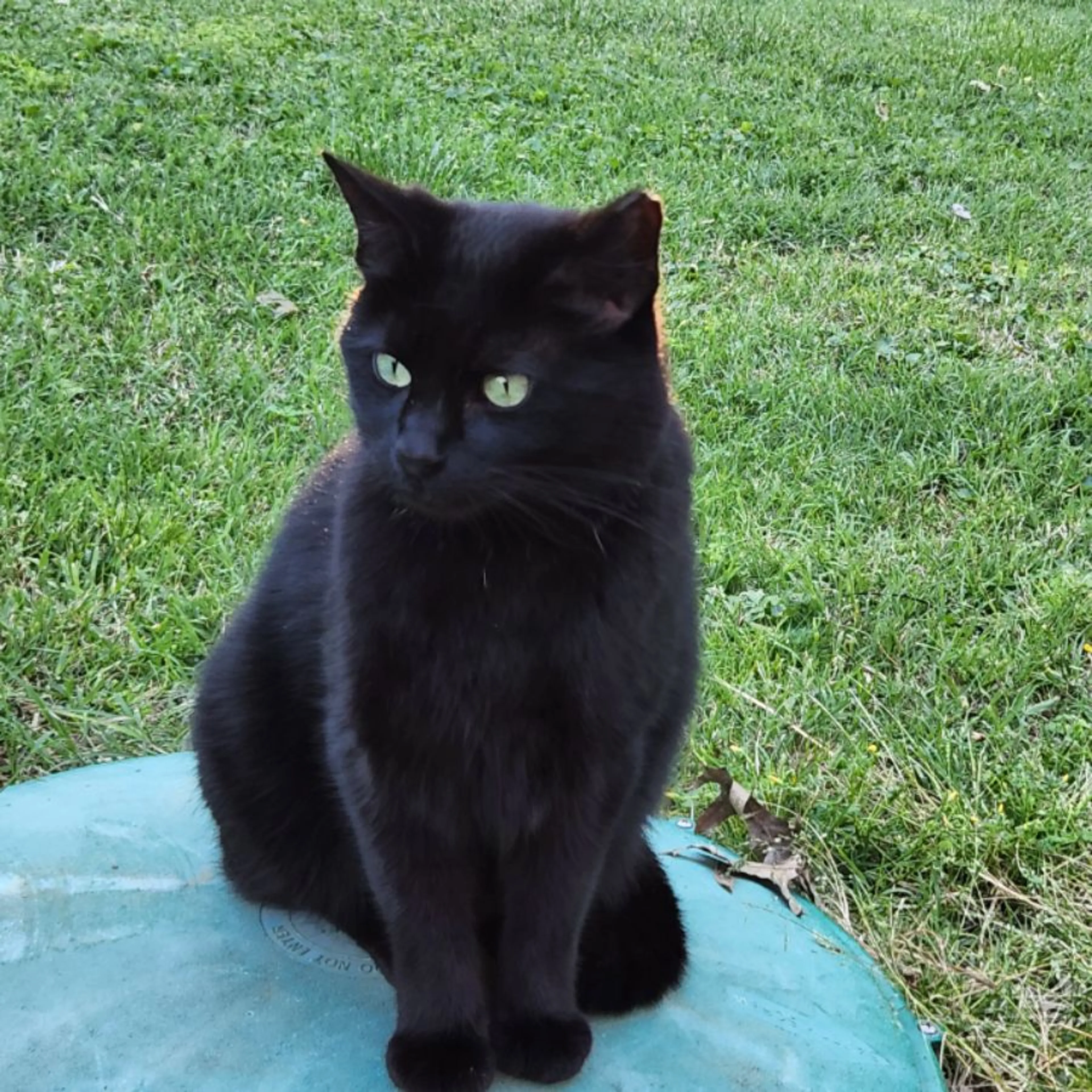 Found pet
