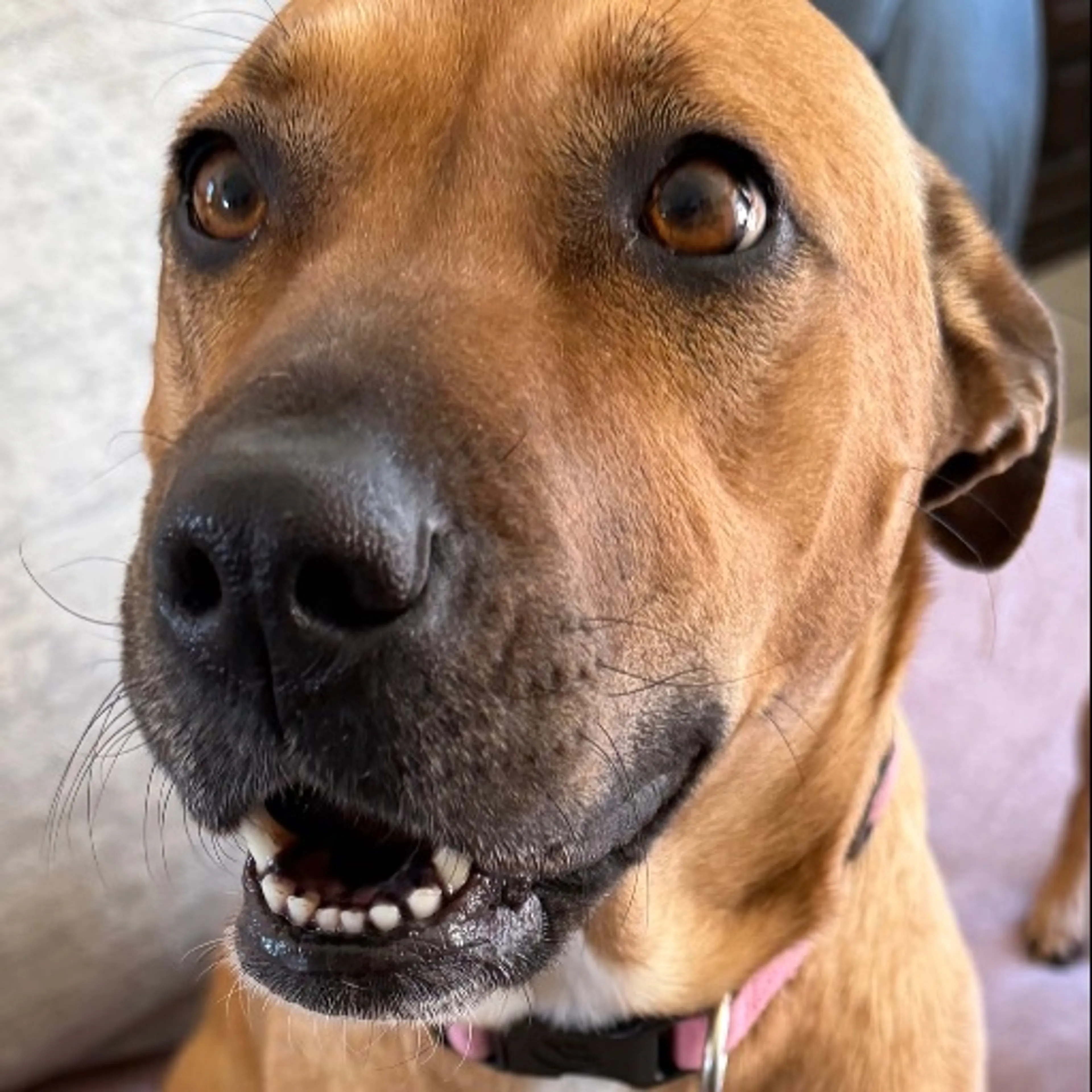 Lost pet
