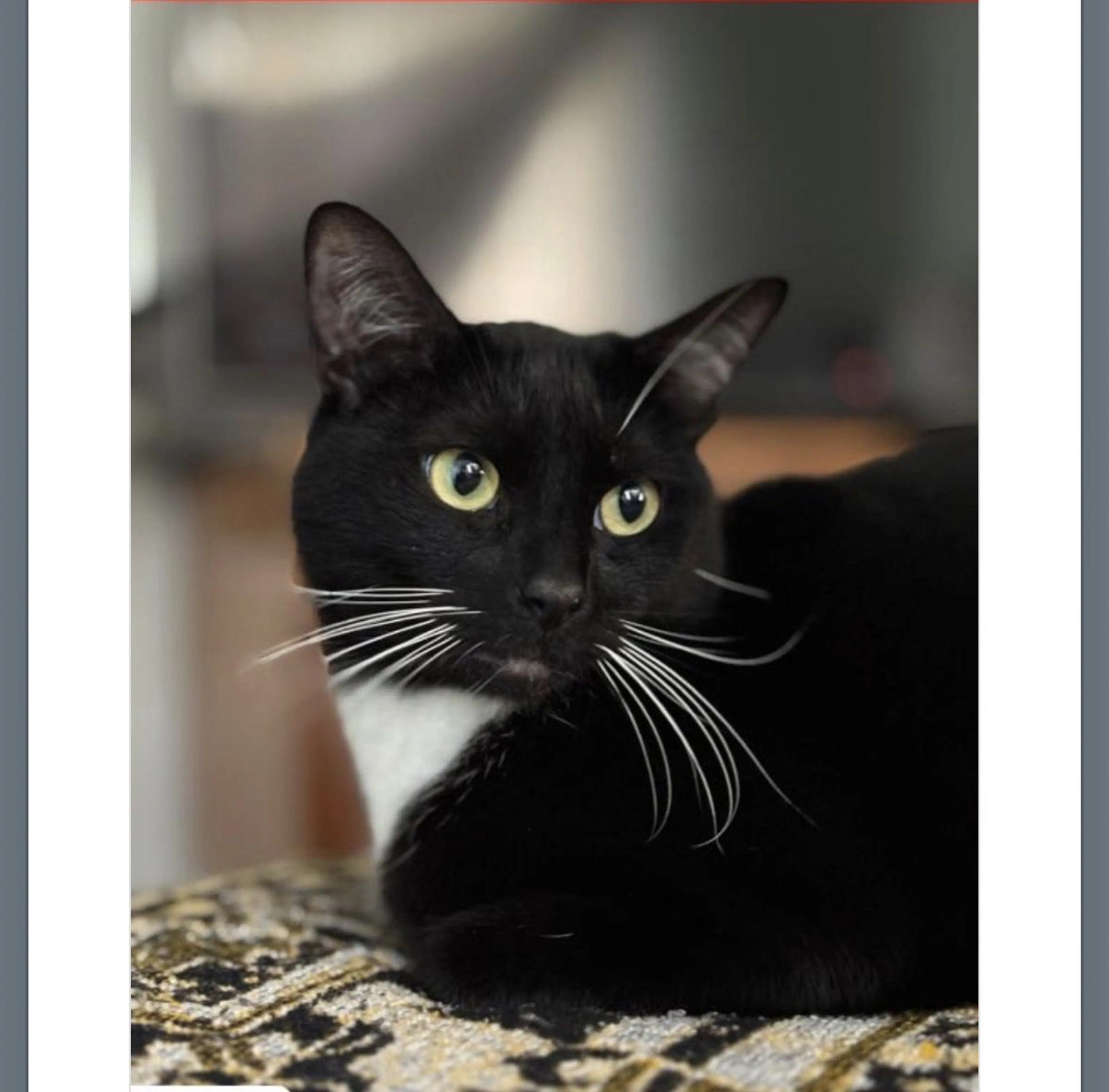 Lost pet