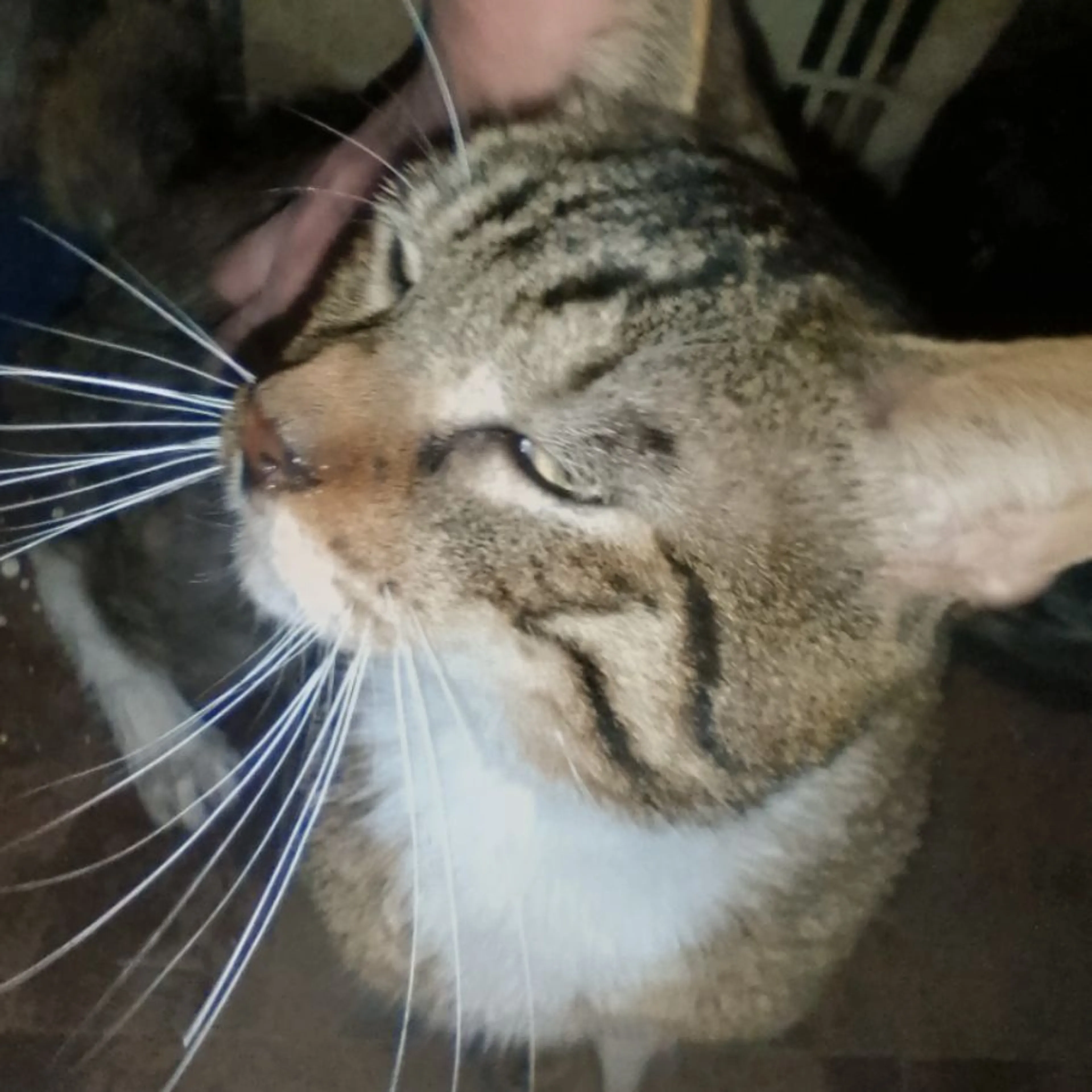 Found pet