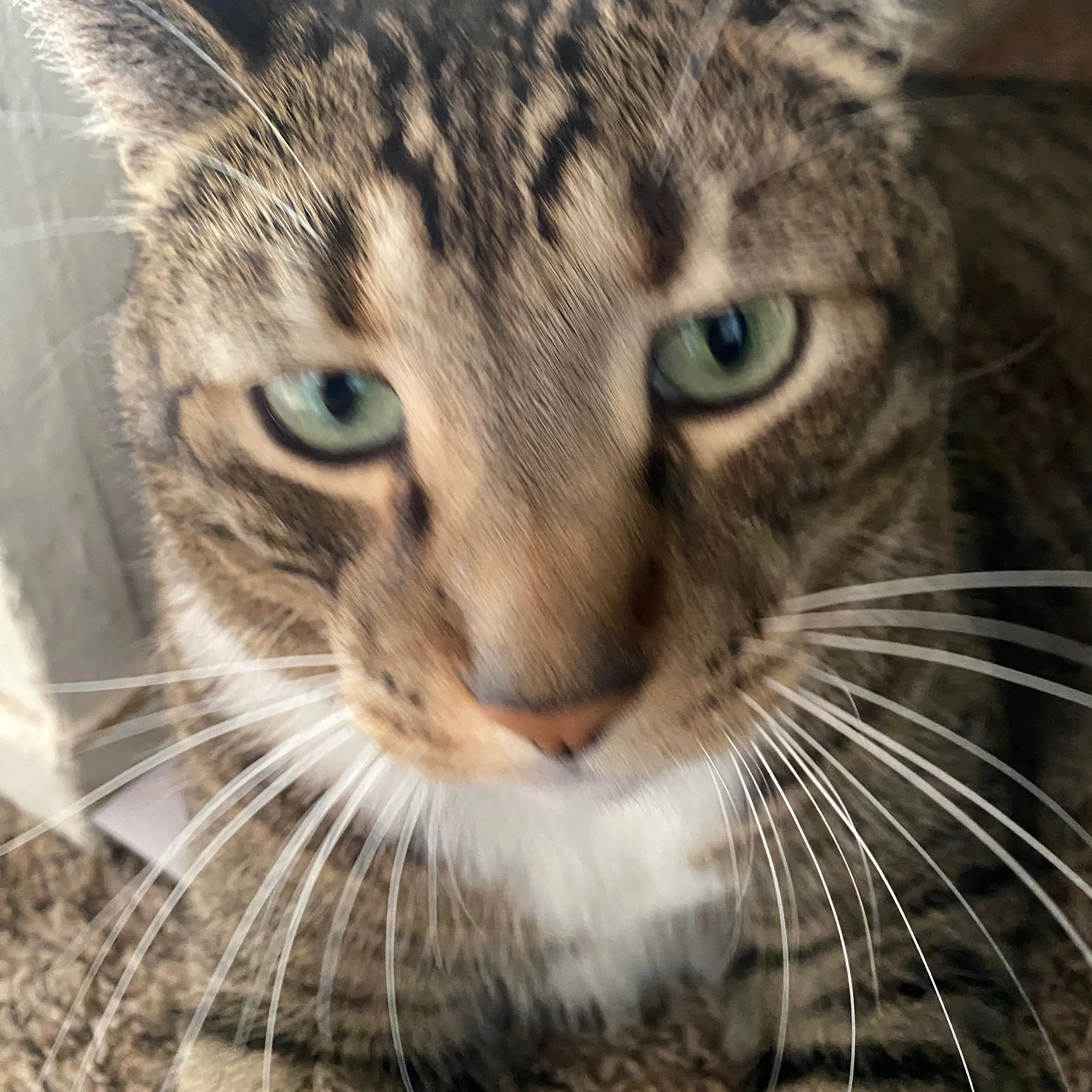 Lost pet-2