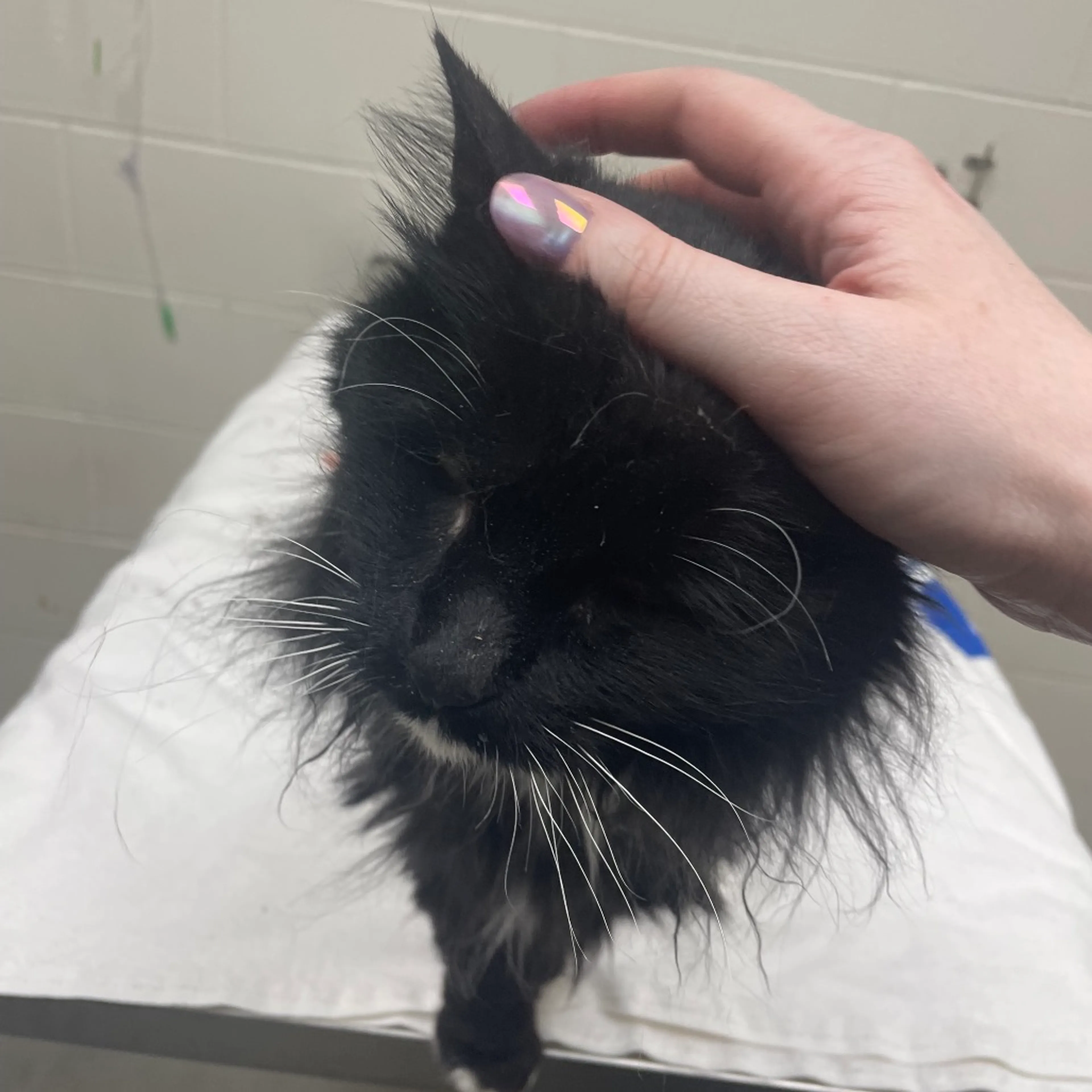 Found pet-1