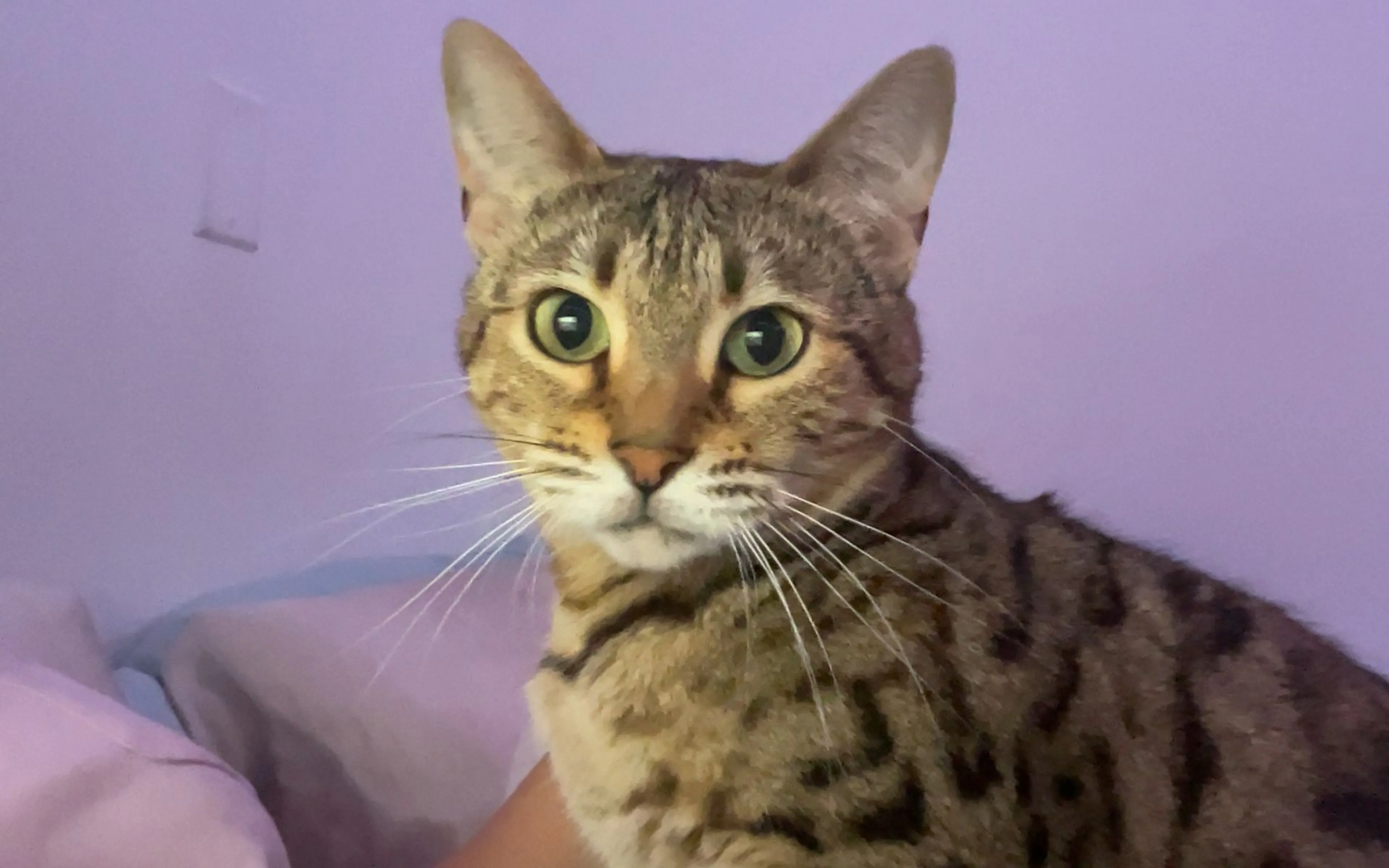 Lost pet-1