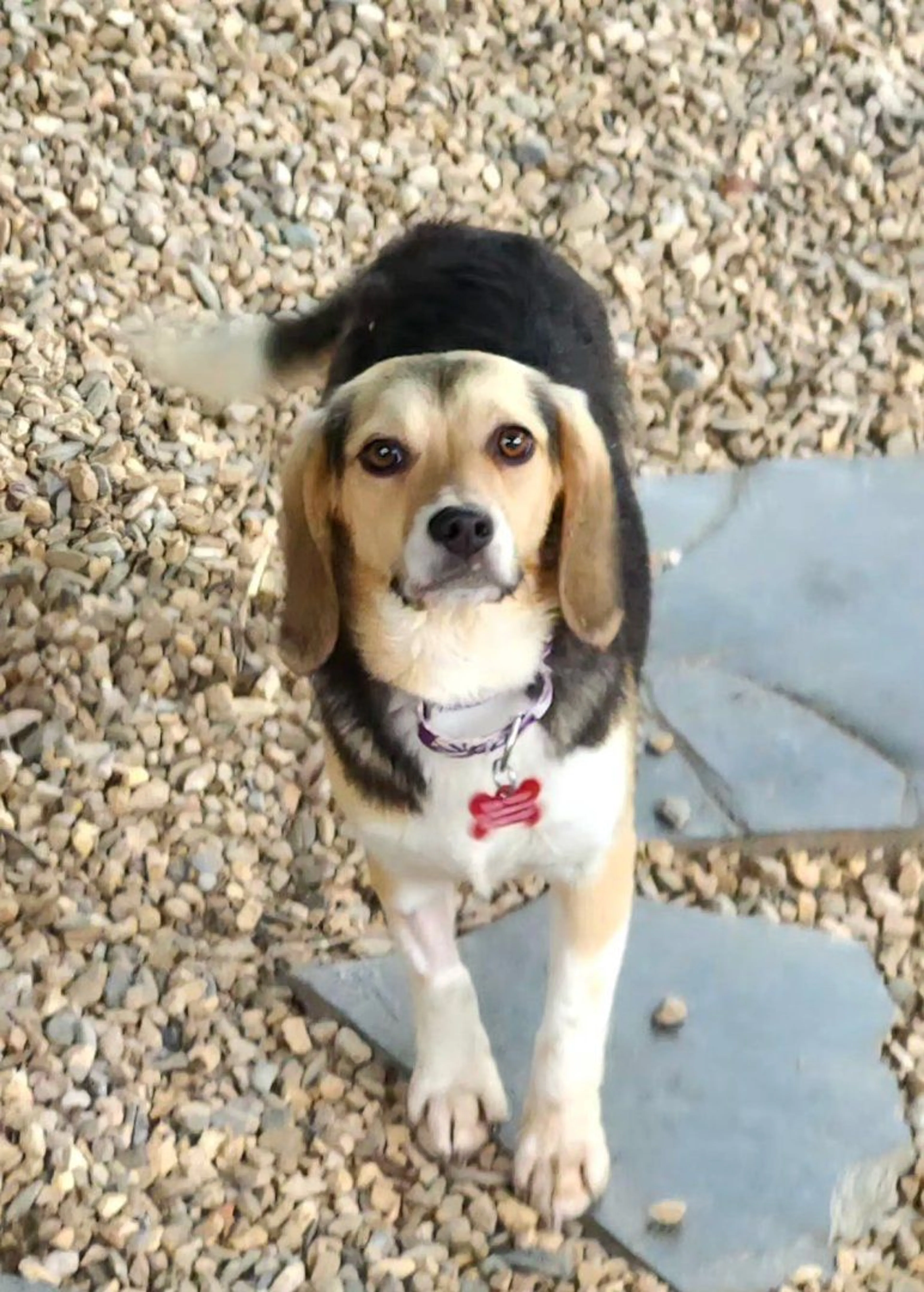 Lost pet