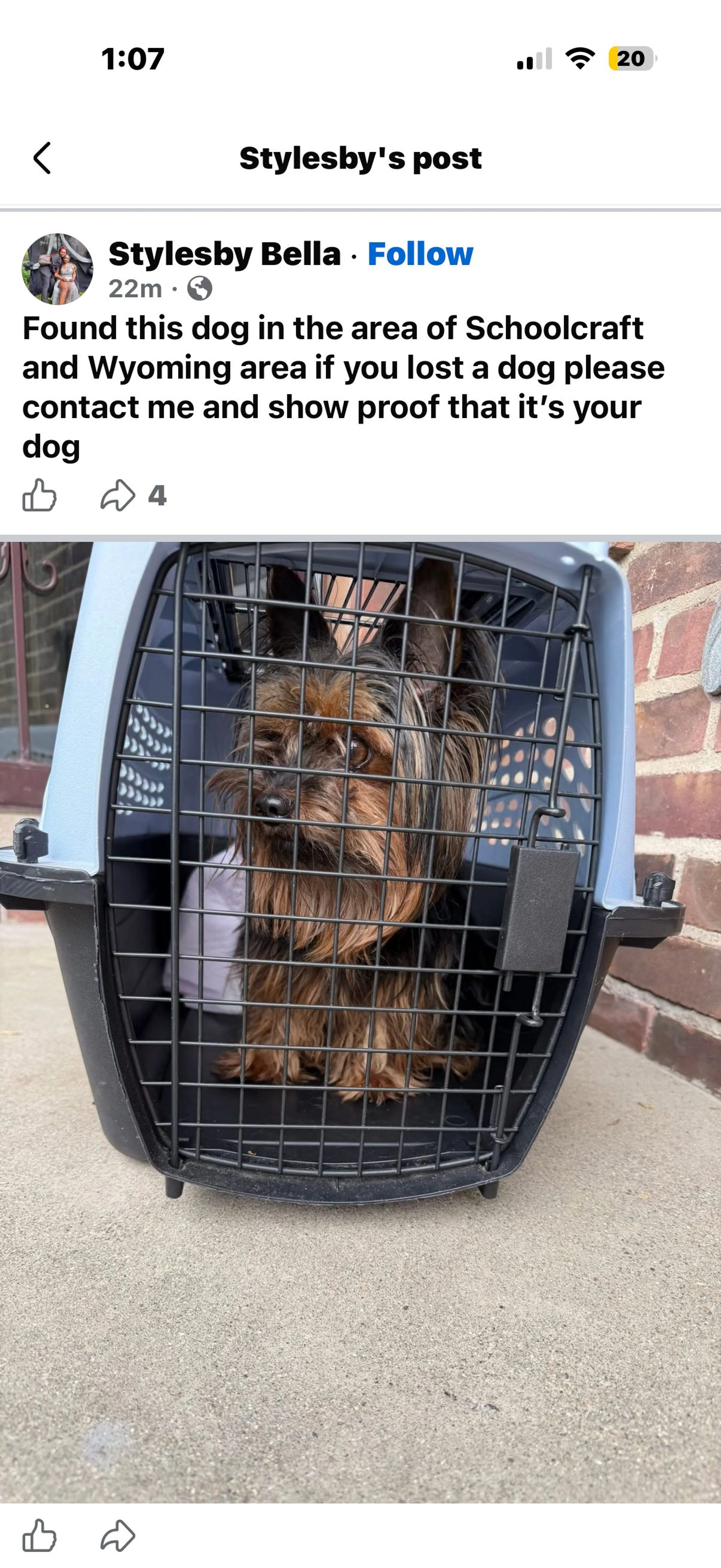 Lost pet