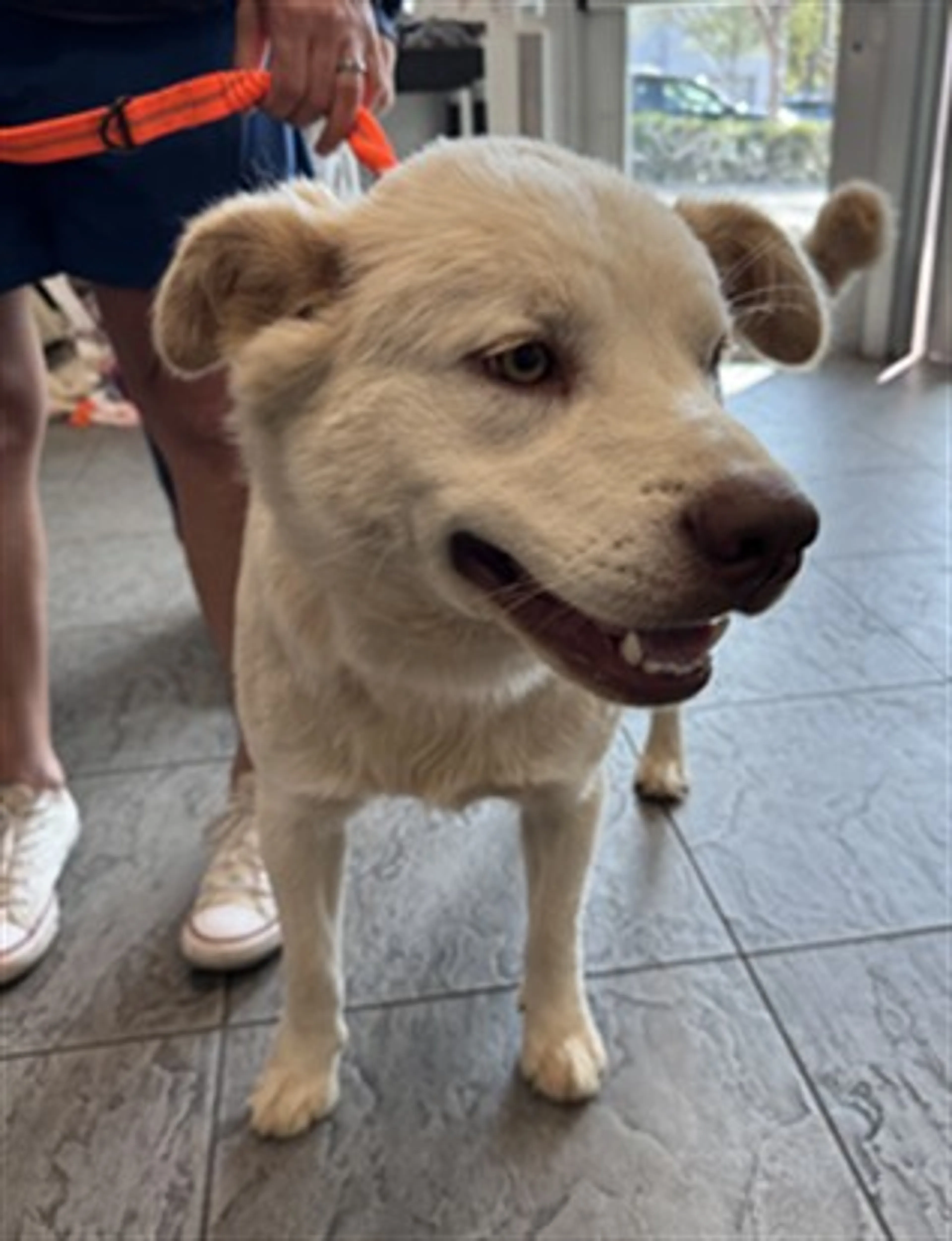 Found pet