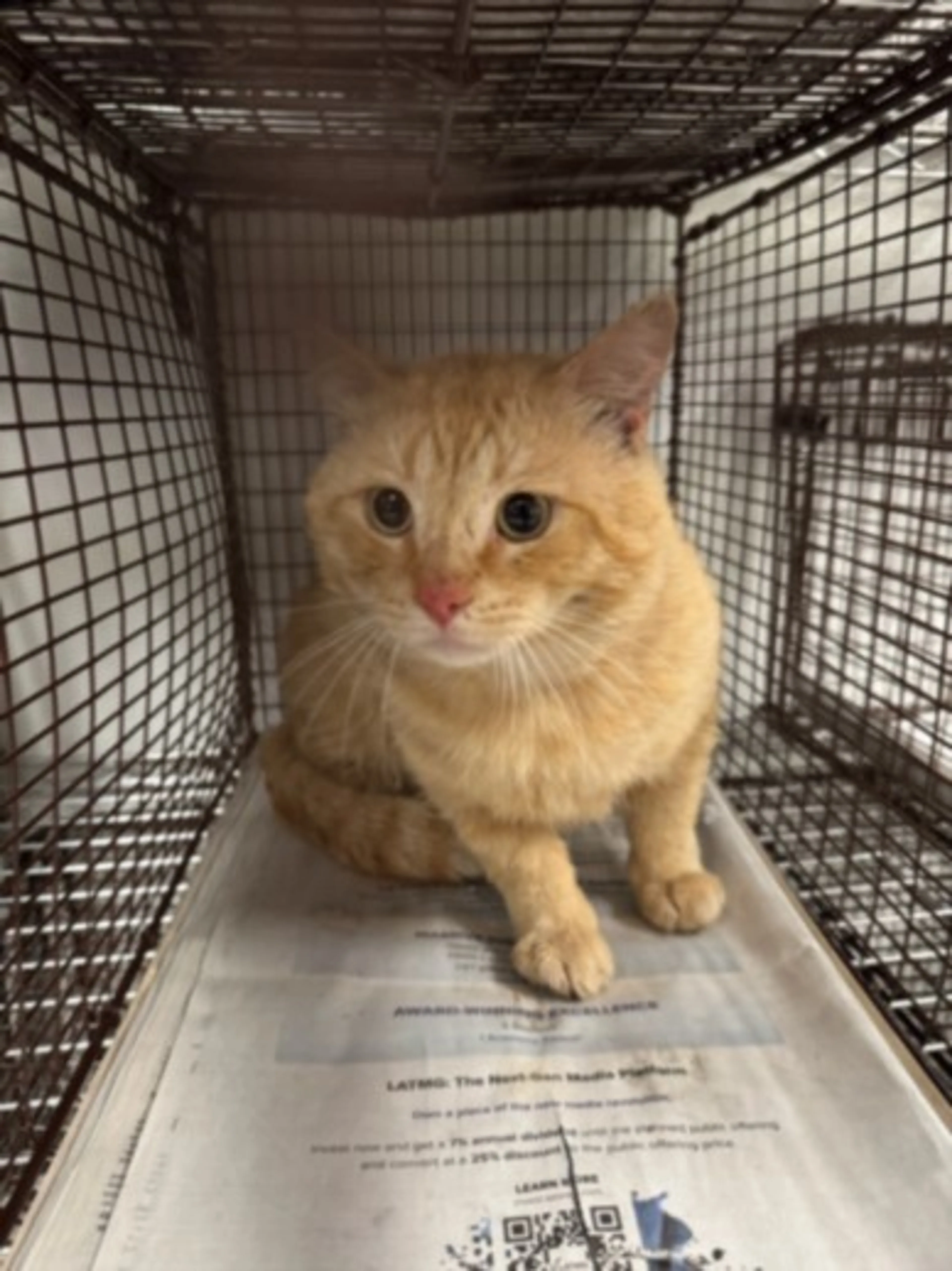 Found pet