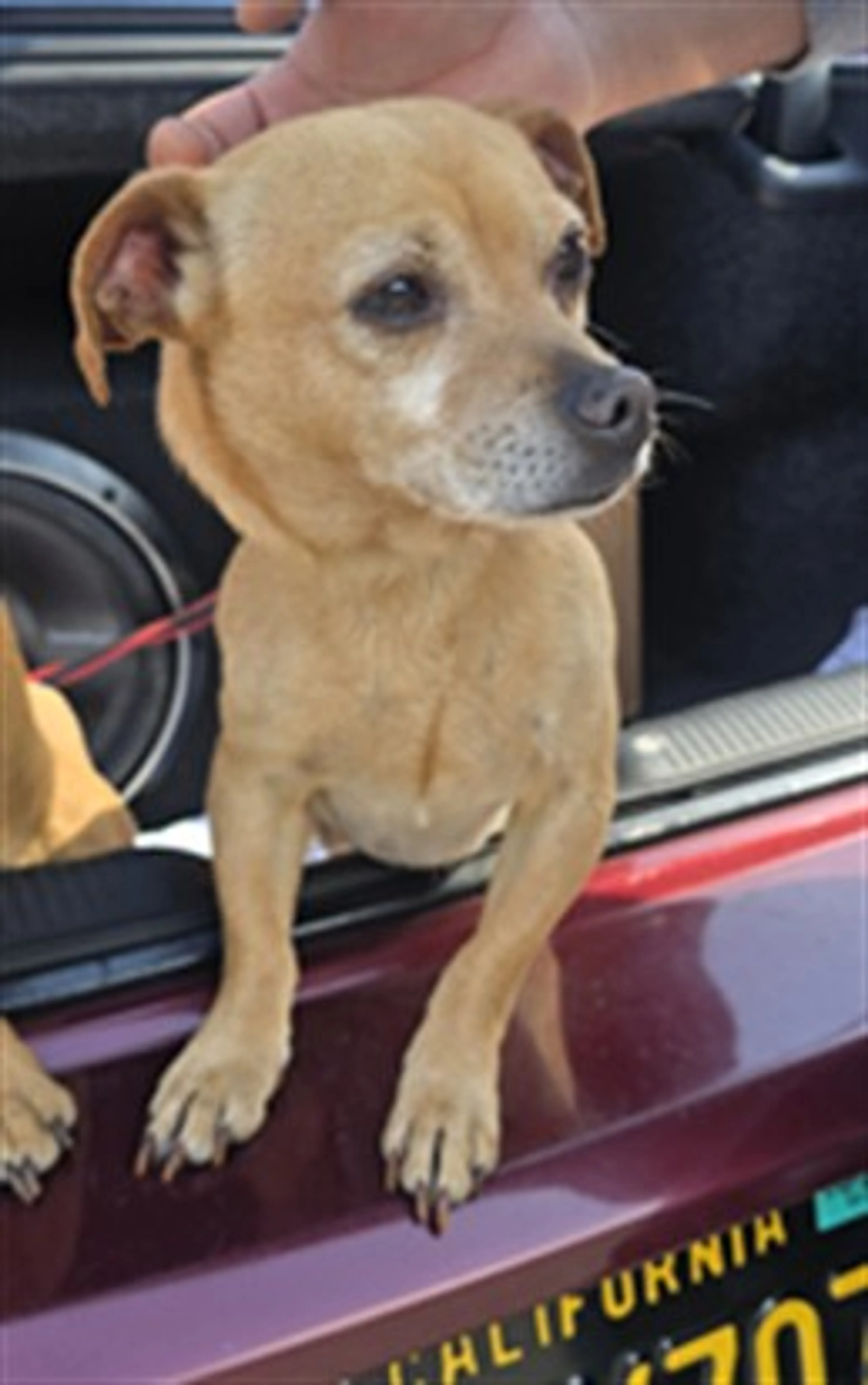 Found pet