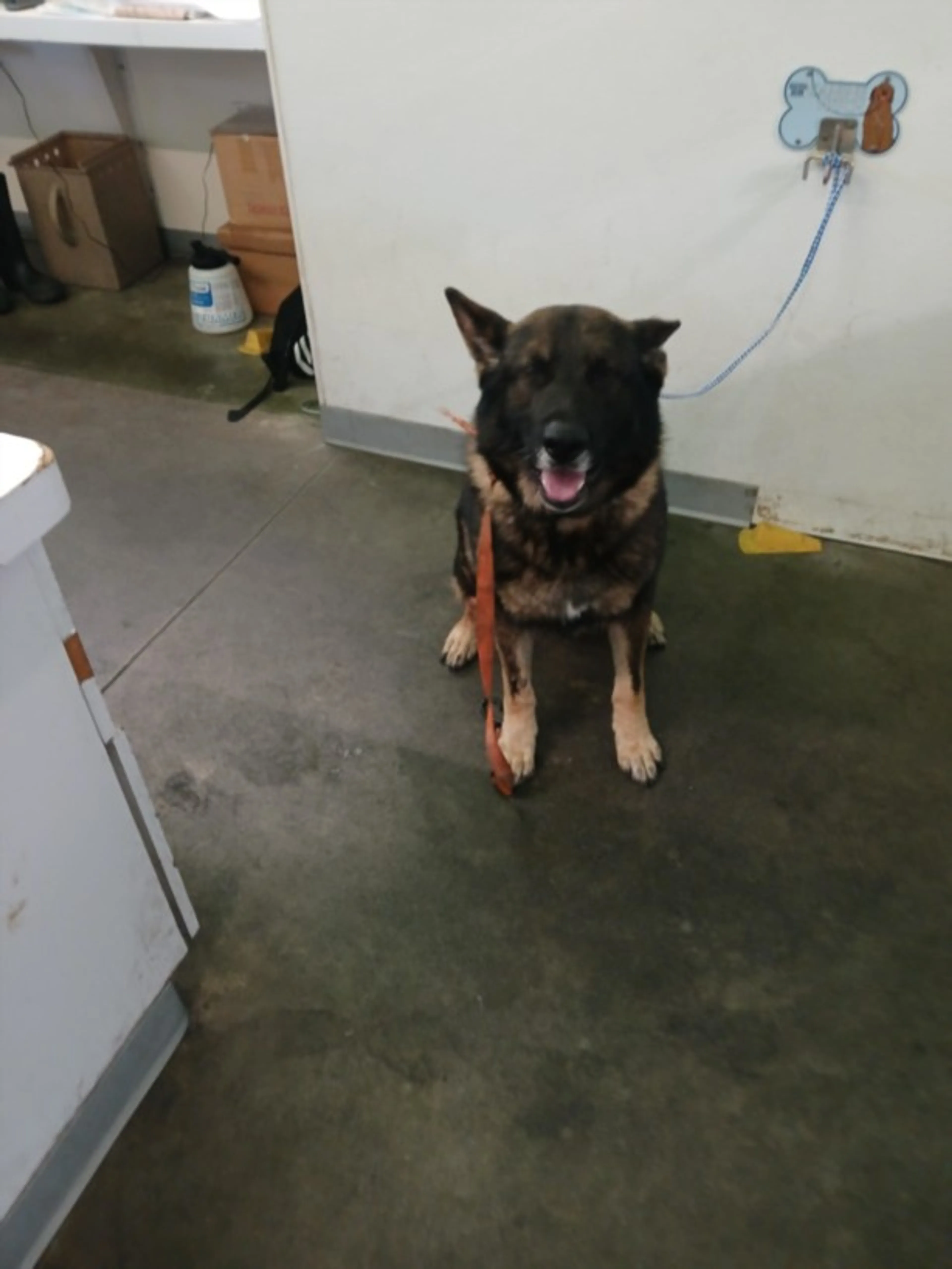 Found pet