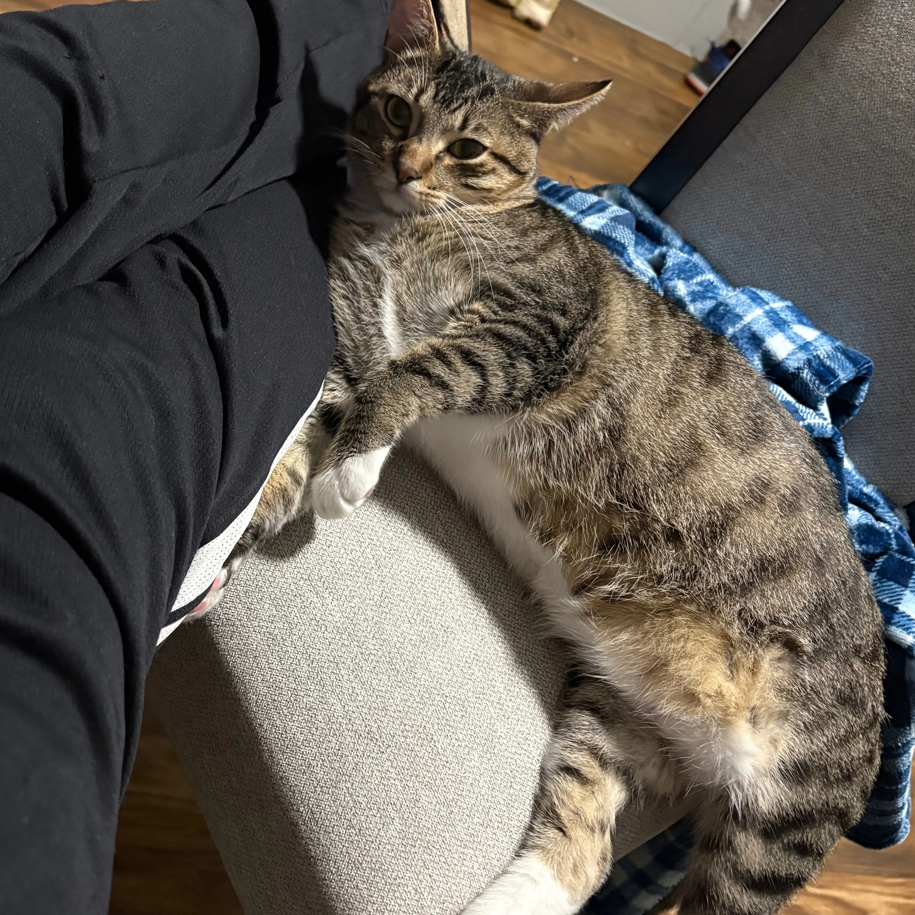 Lost pet-2