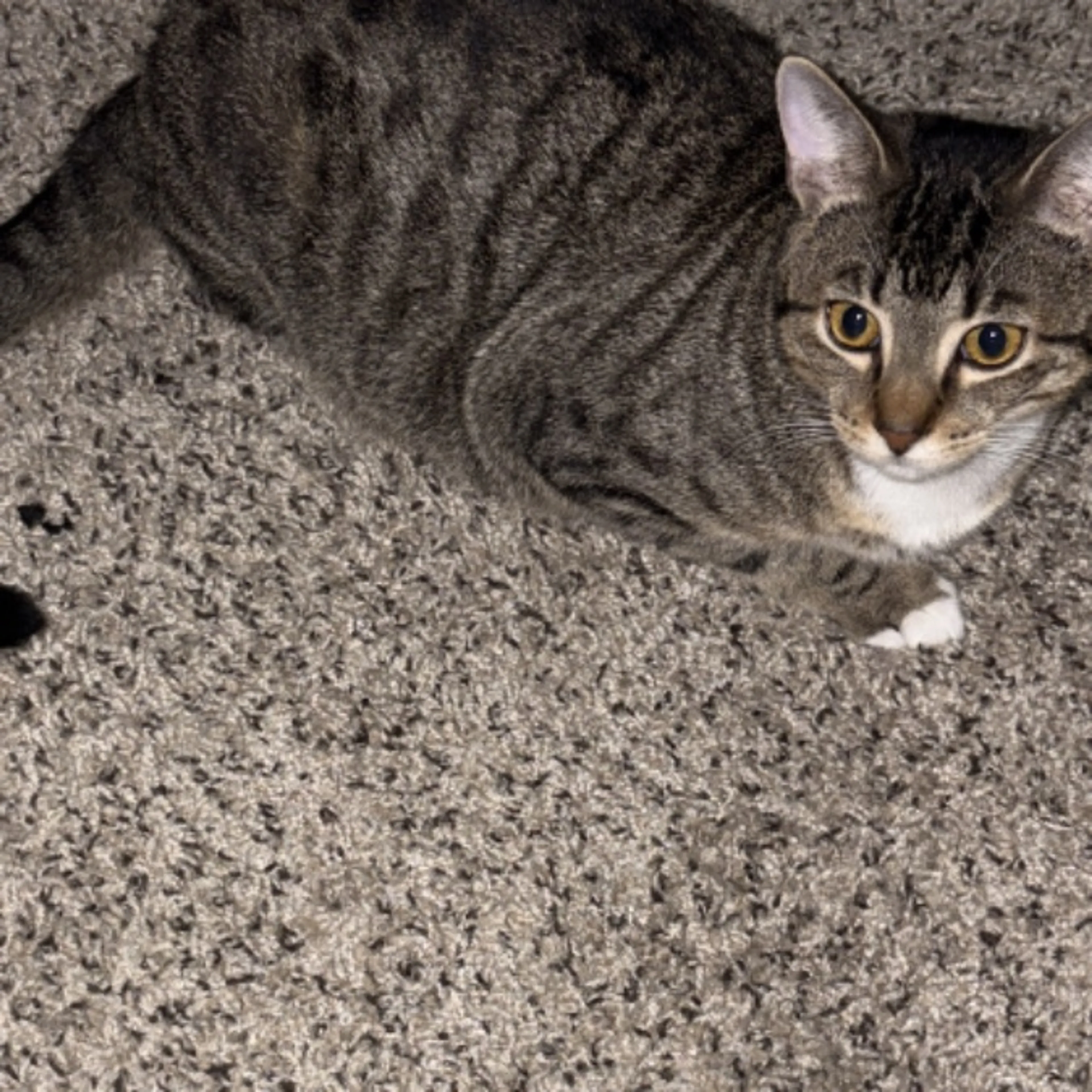 Lost pet-0