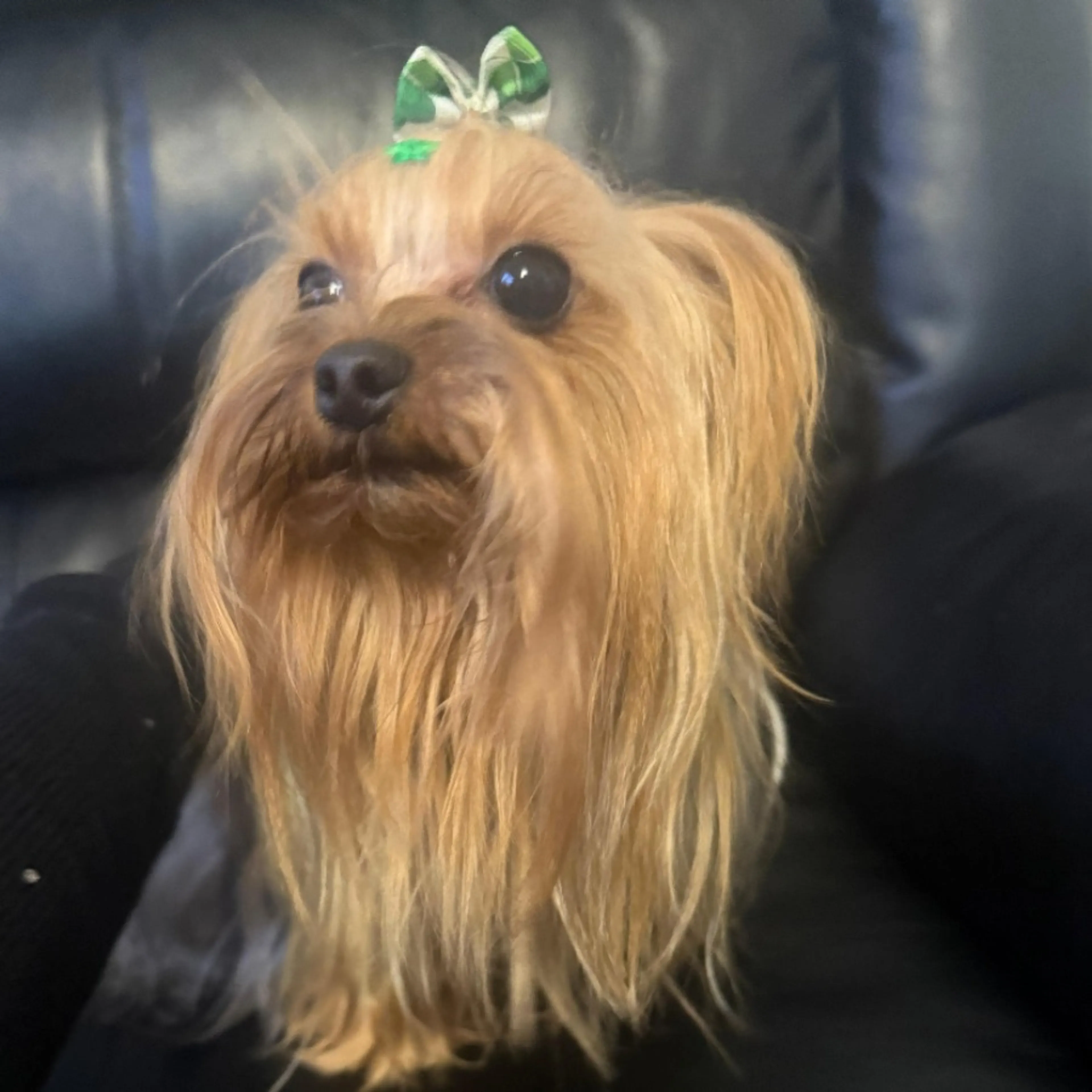 Lost pet-0