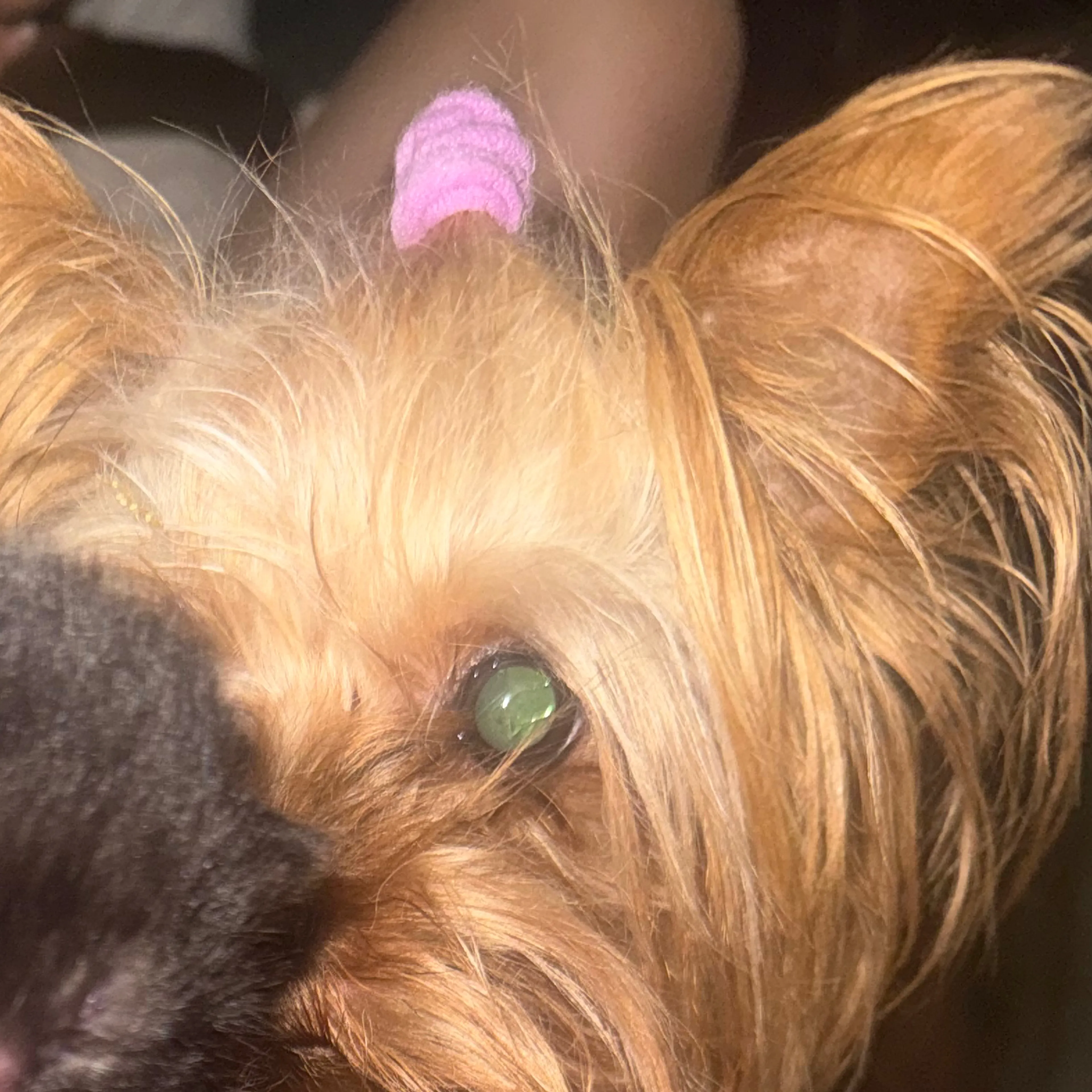 Lost pet-3