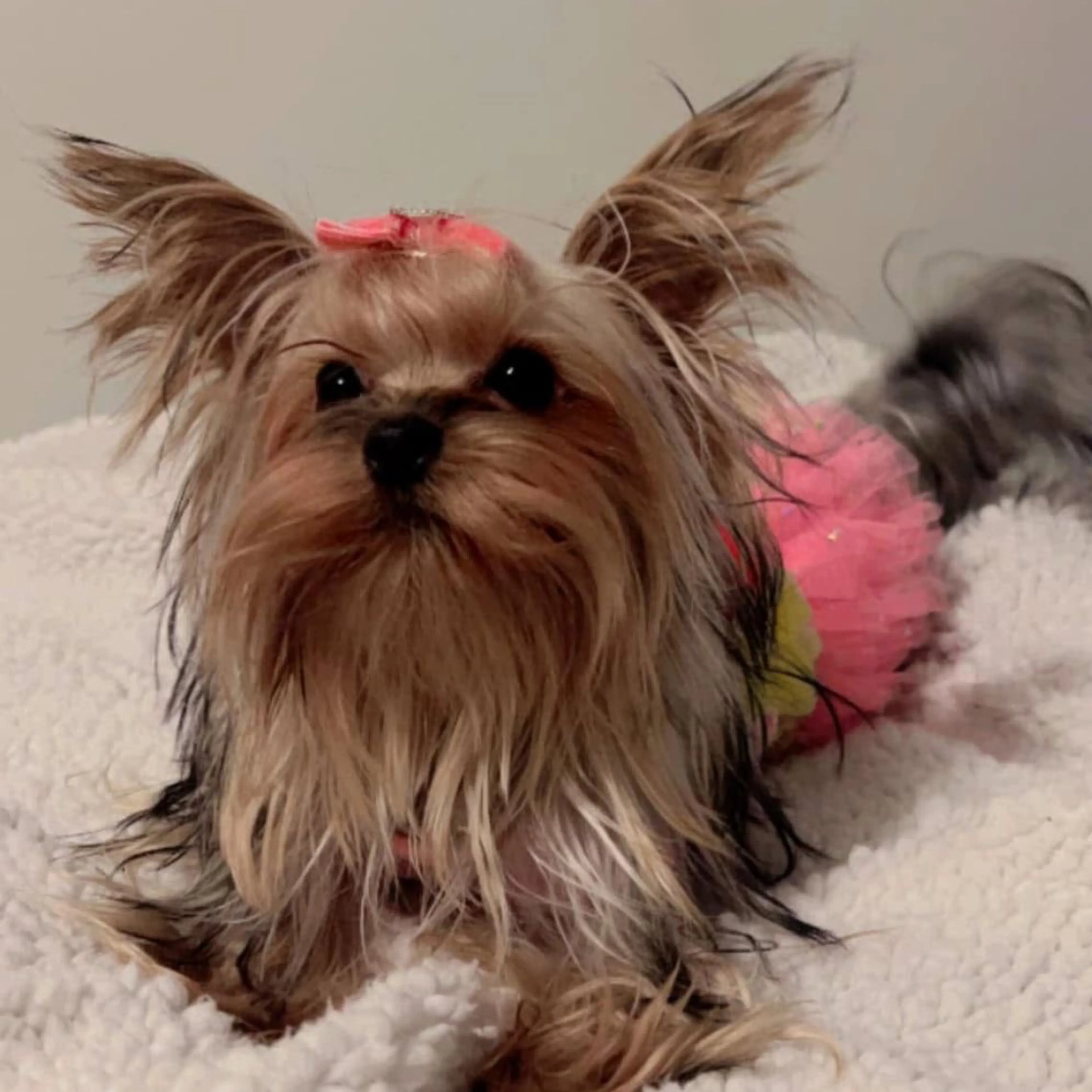 Lost pet-2
