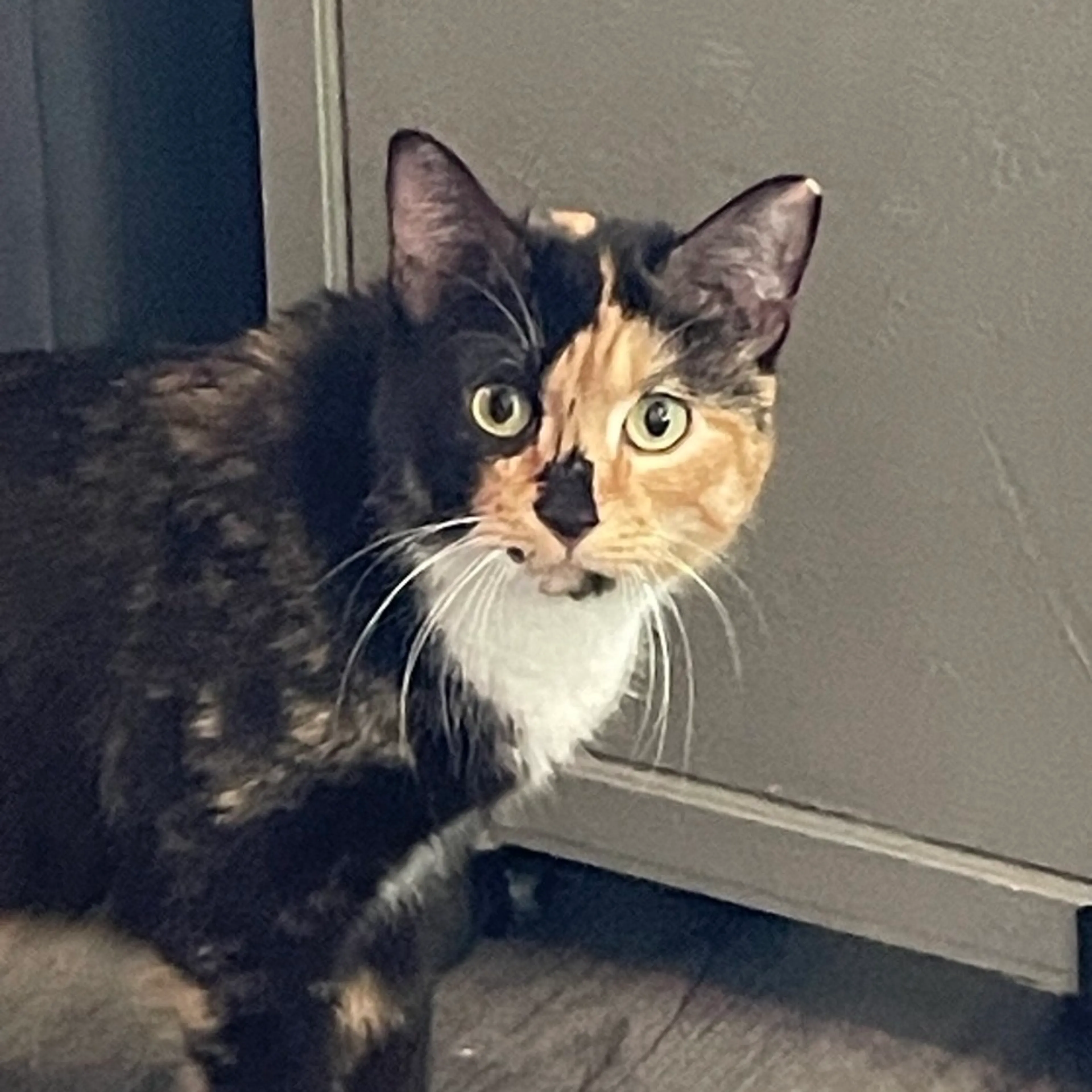 Found pet