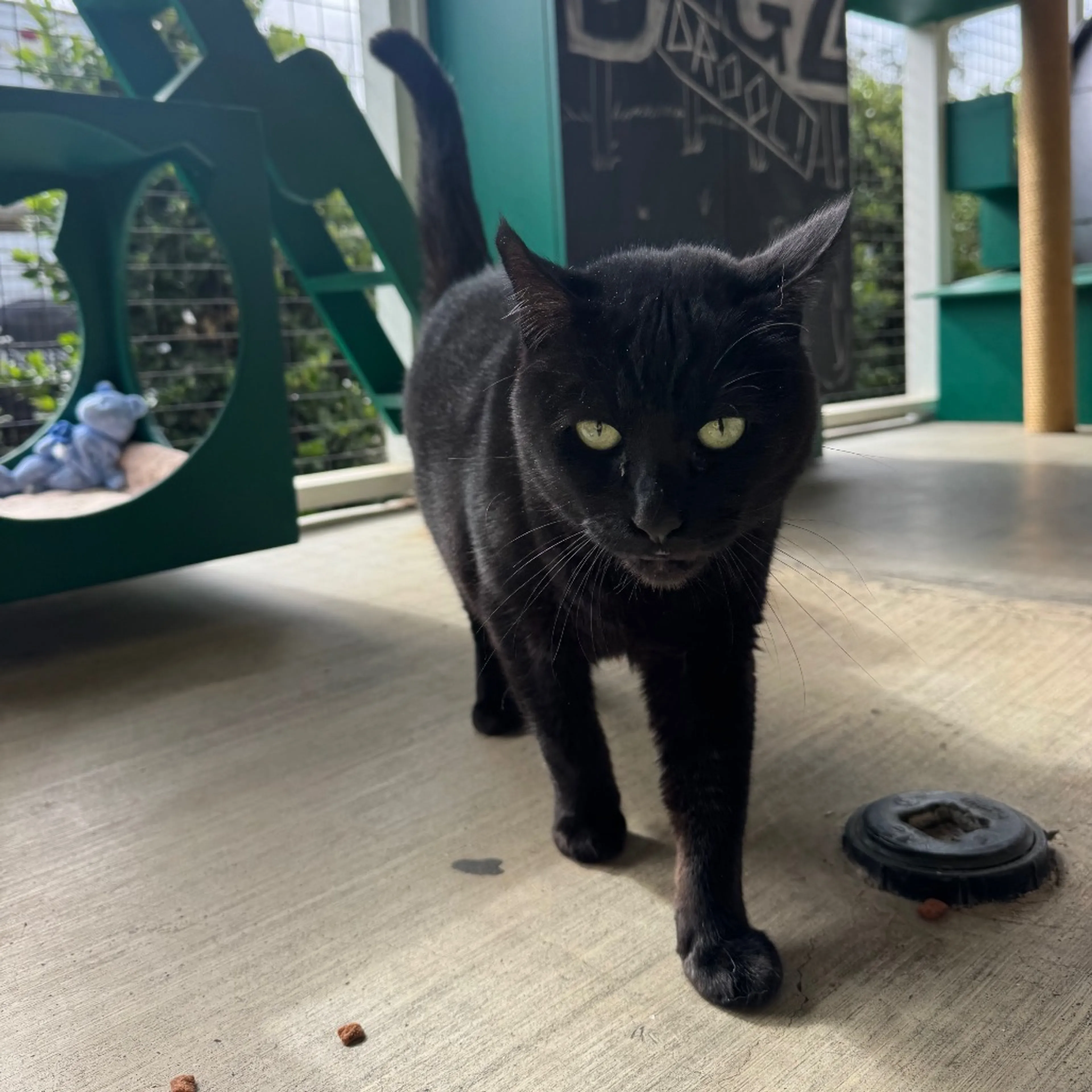 Found pet-2