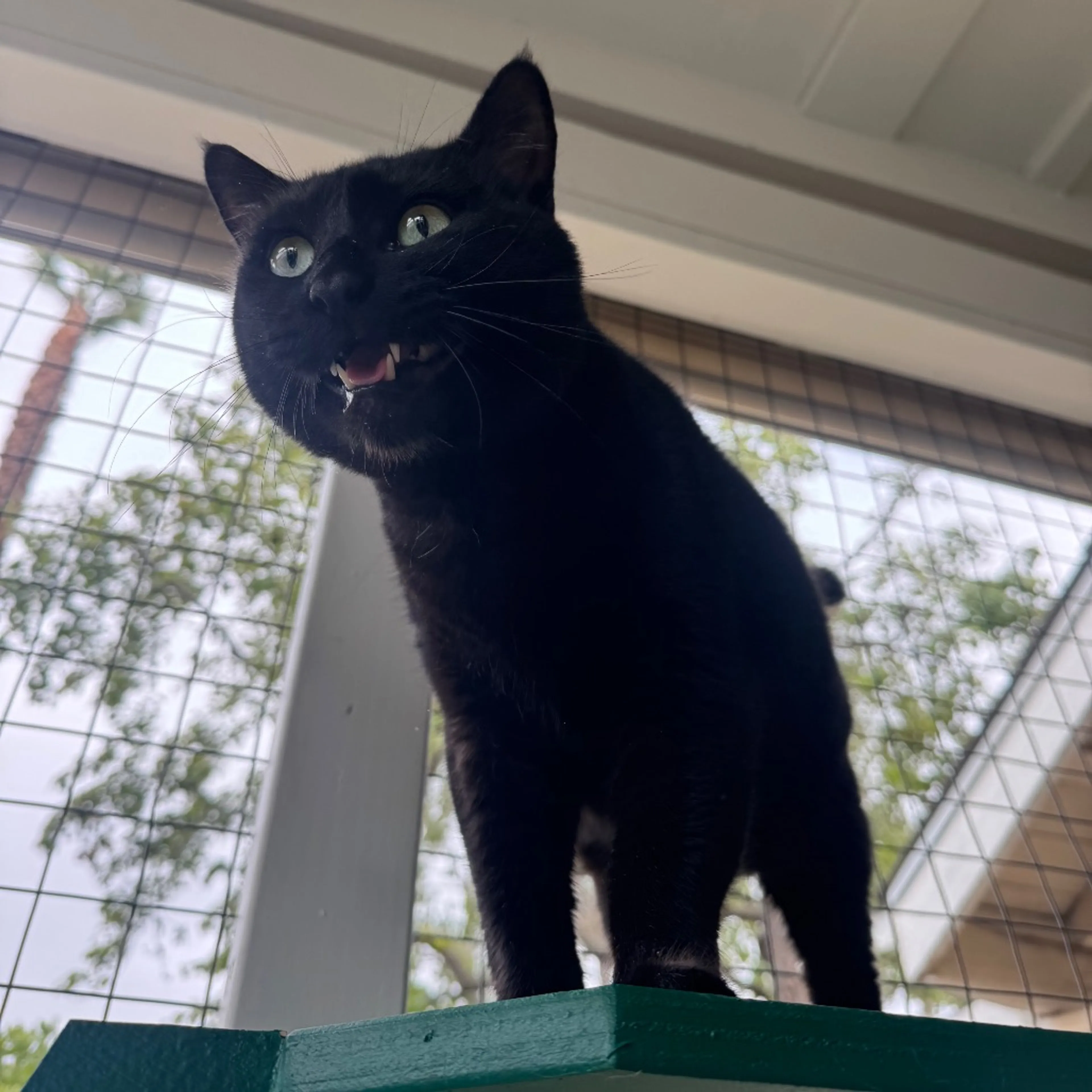 Found pet-4