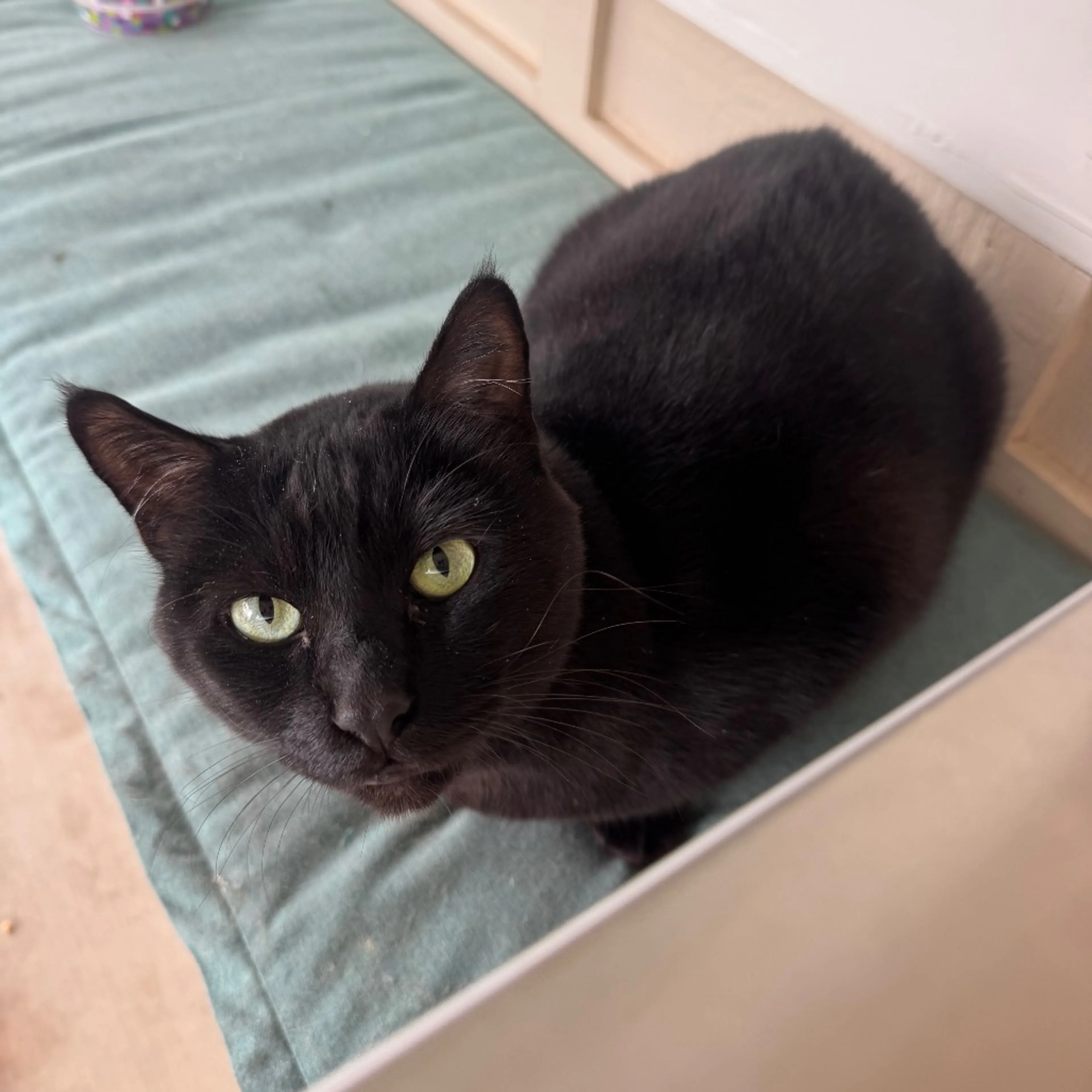 Found pet-5