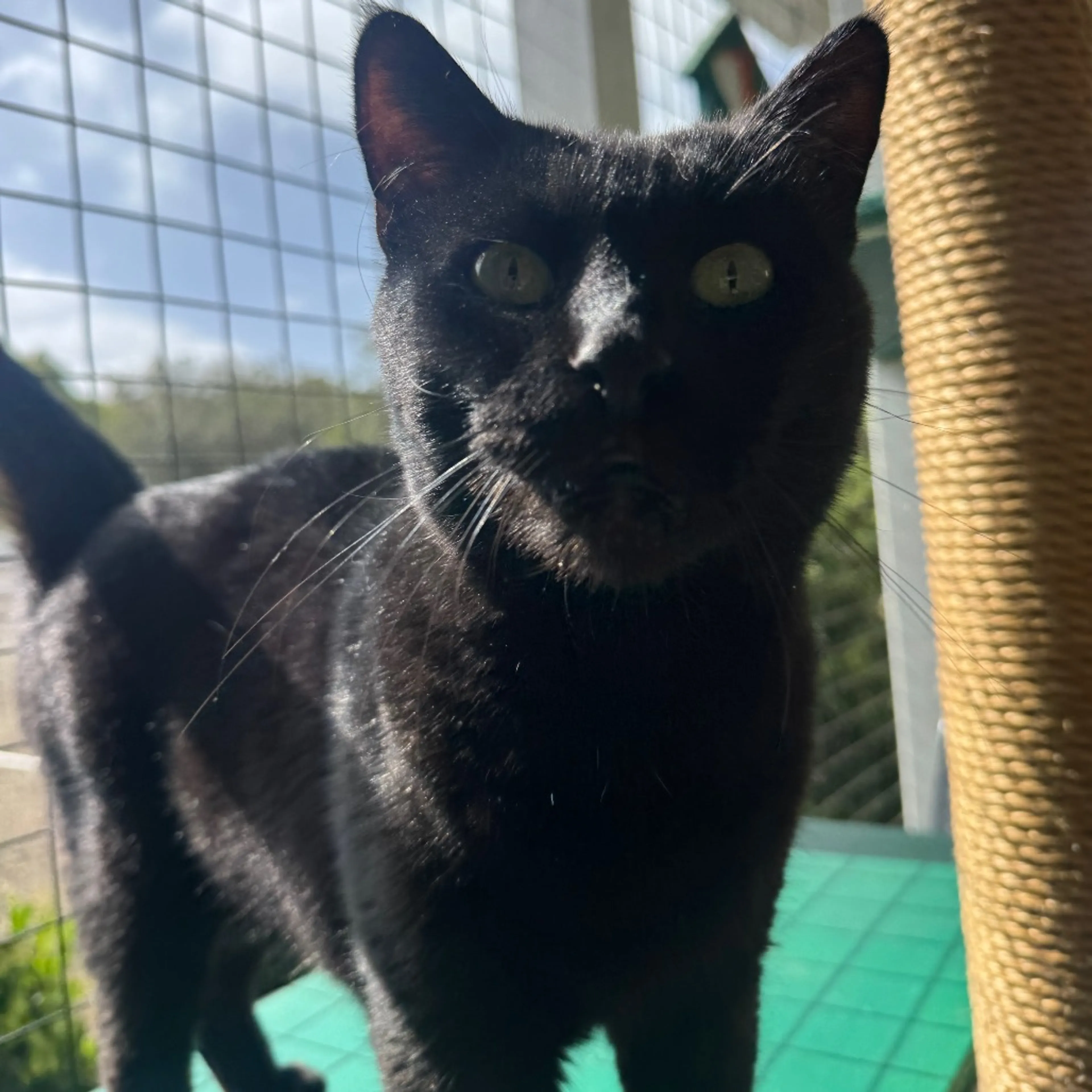 Found pet-8