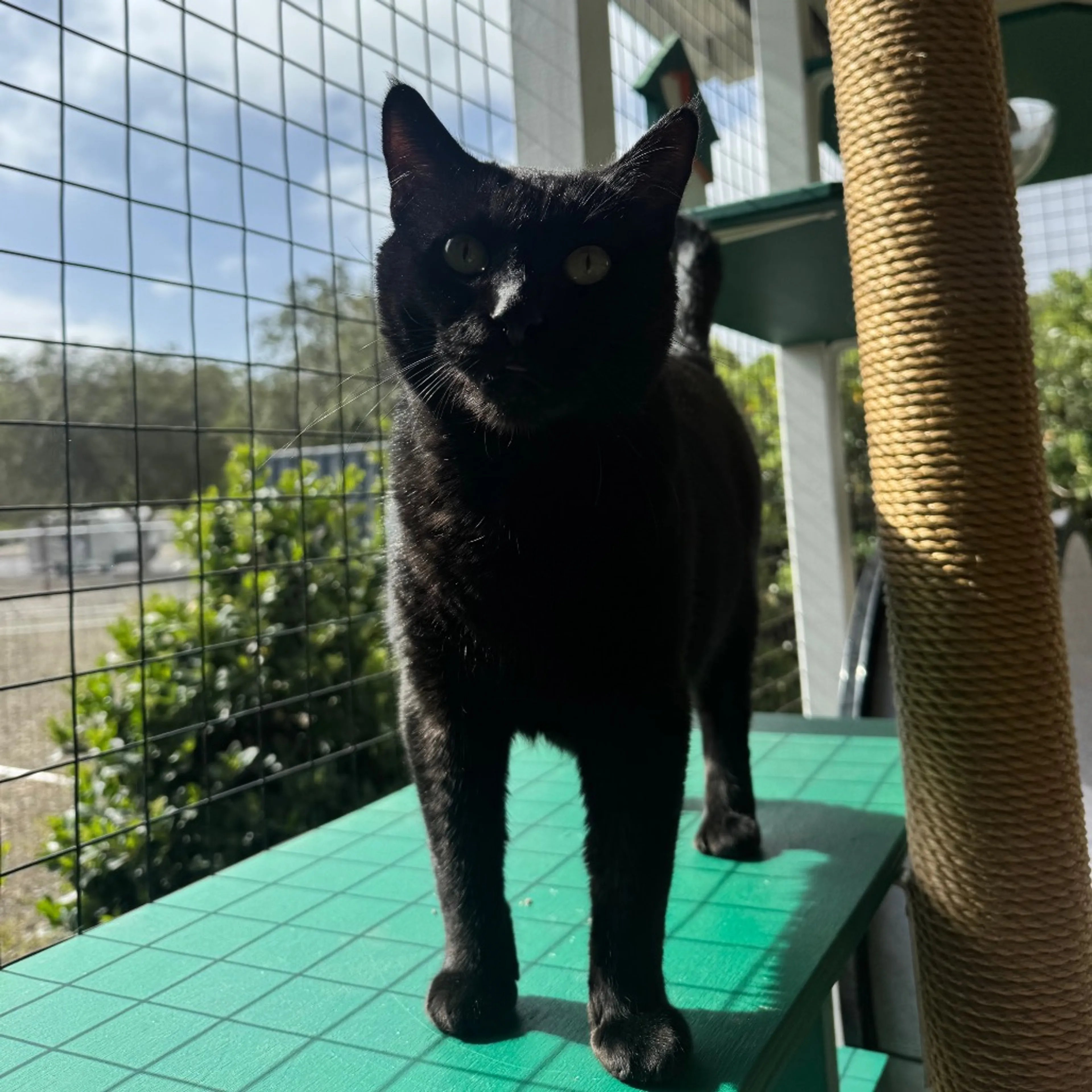 Found pet-0