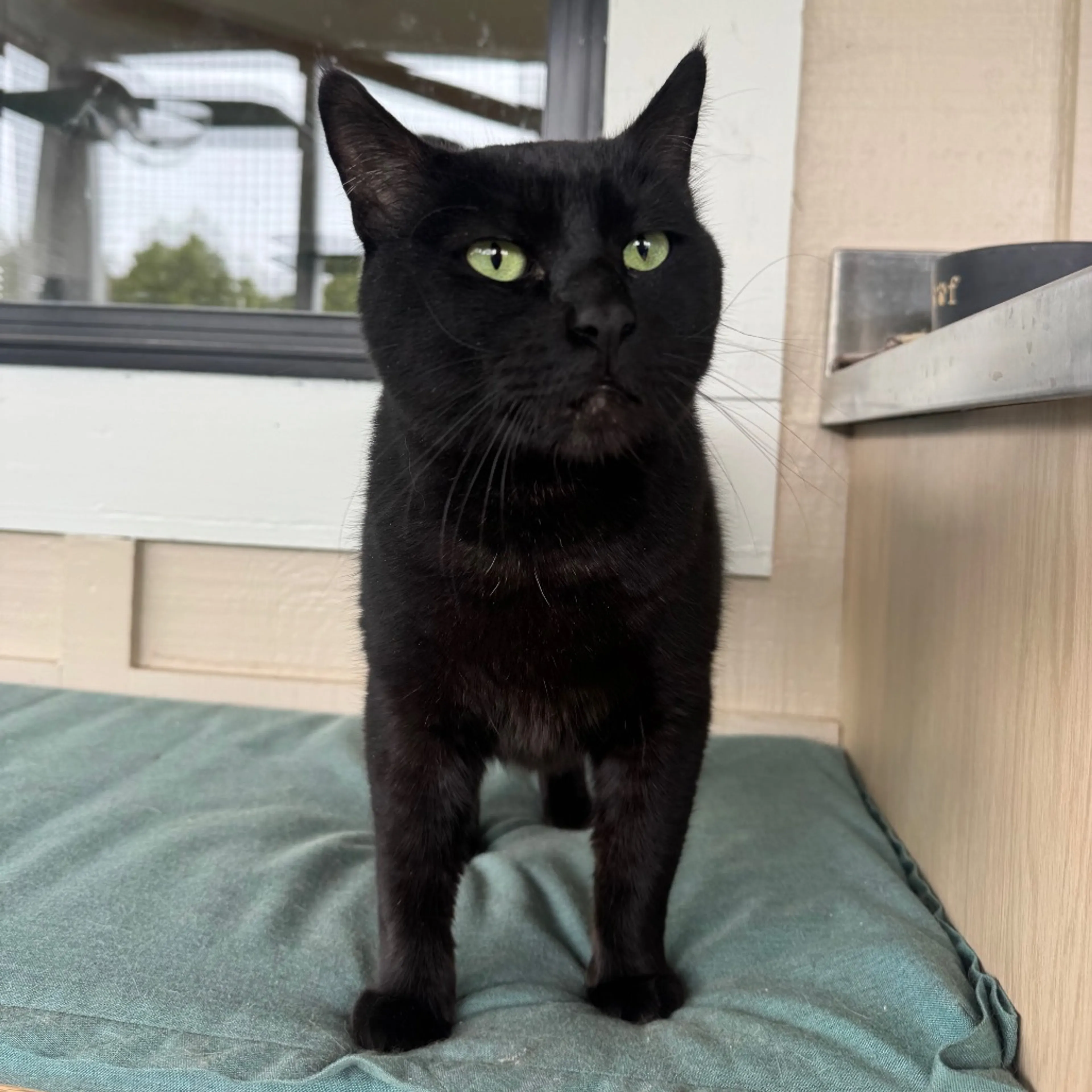 Found pet-3