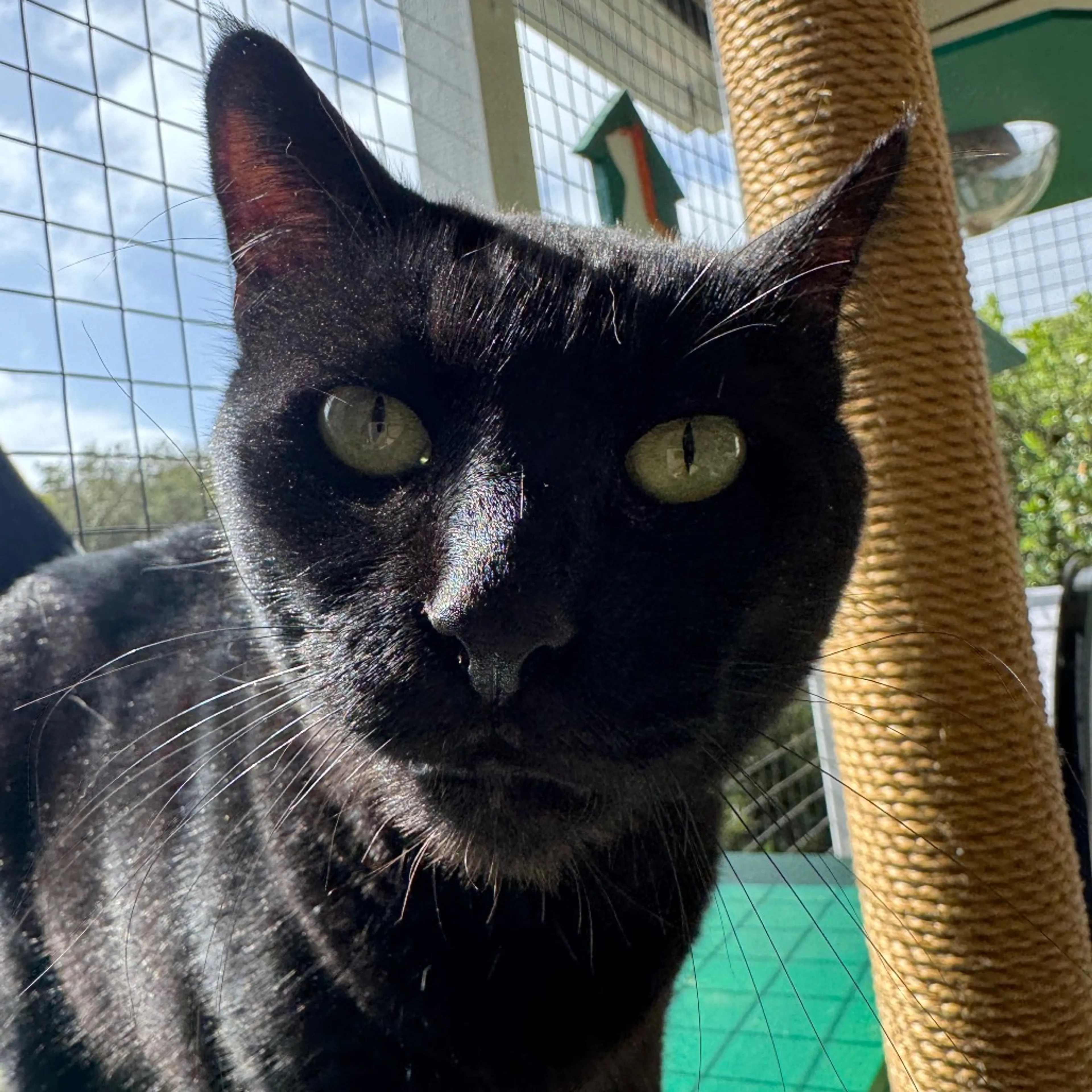 Found pet-7
