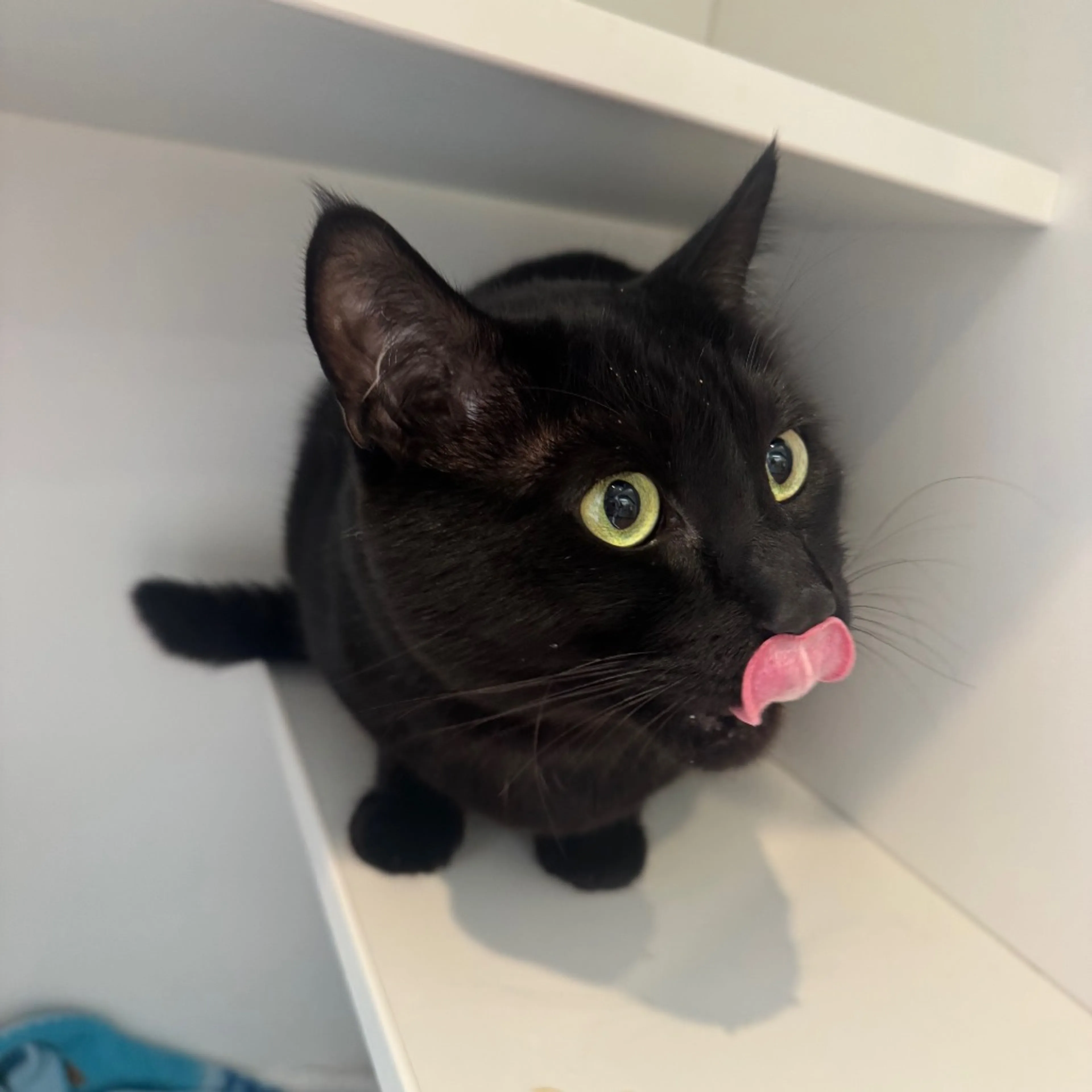 Found pet-1