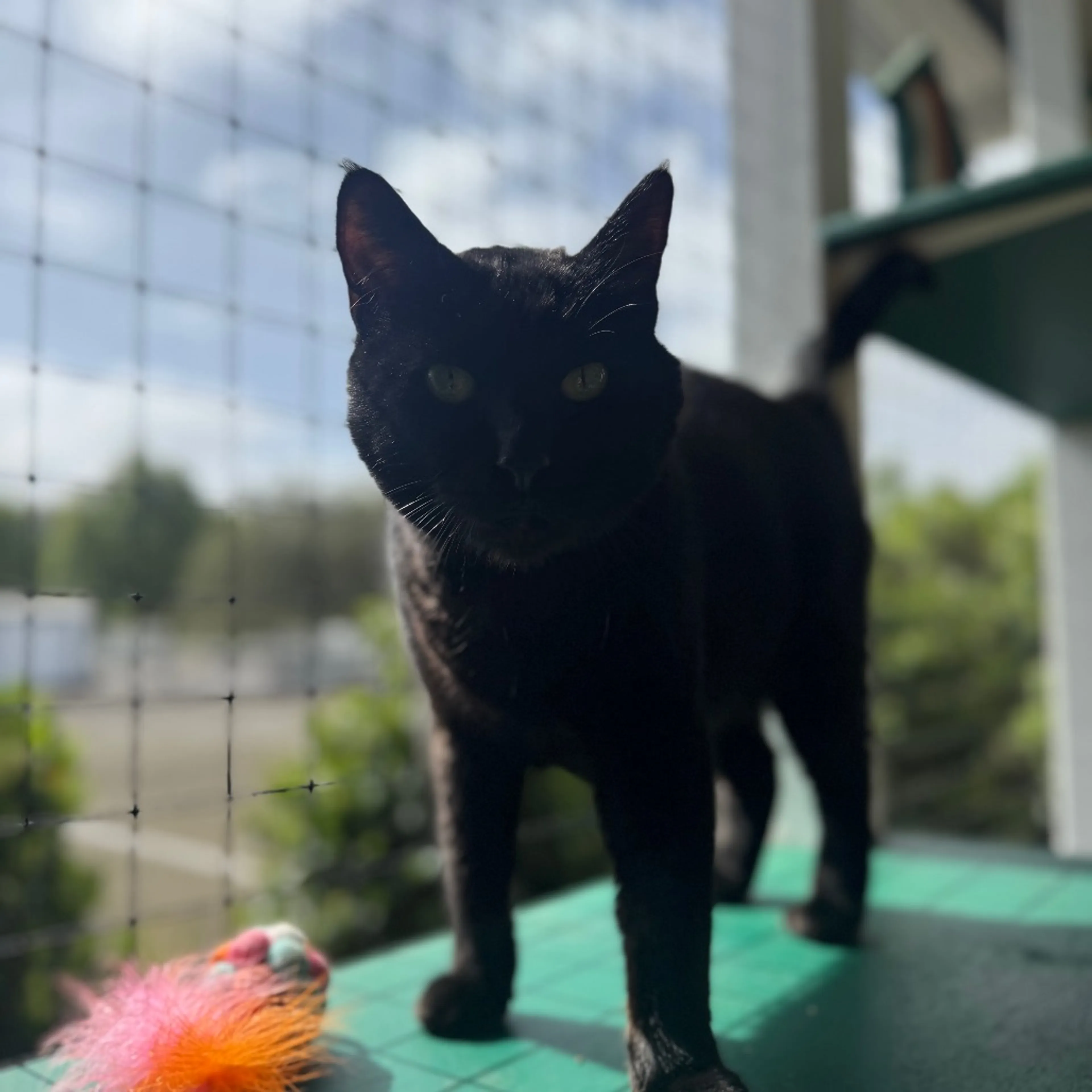 Found pet-6