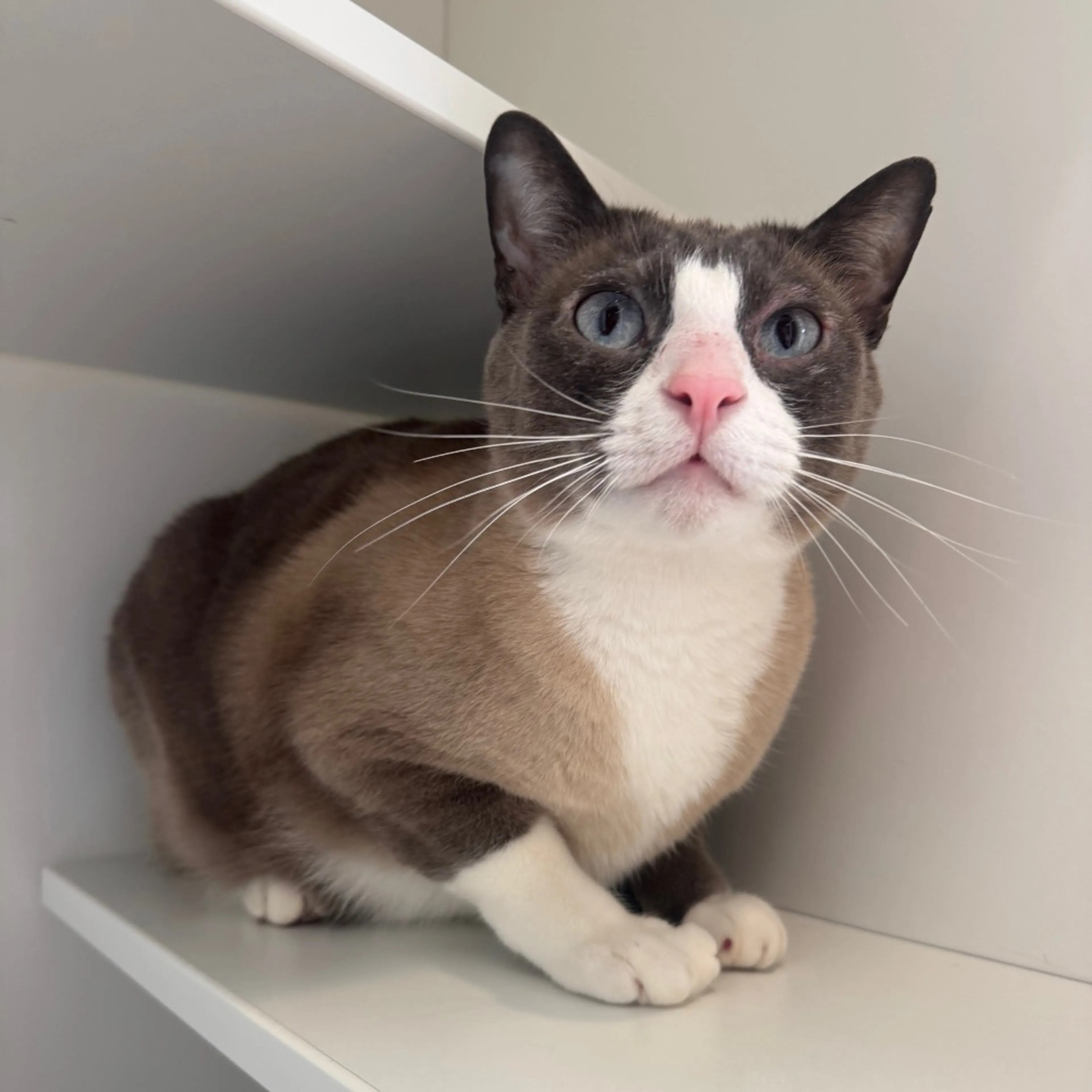 Found pet-3