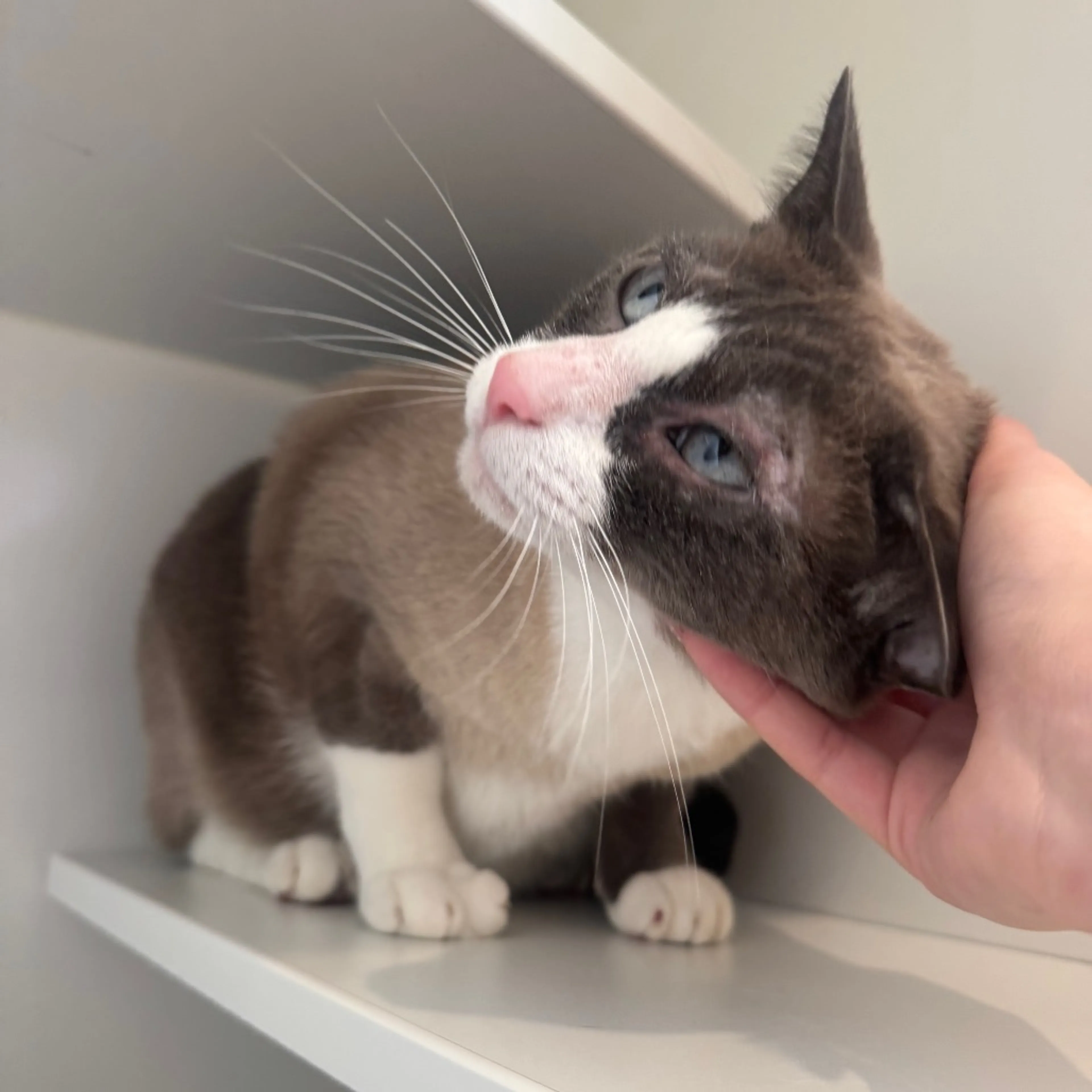 Found pet-1