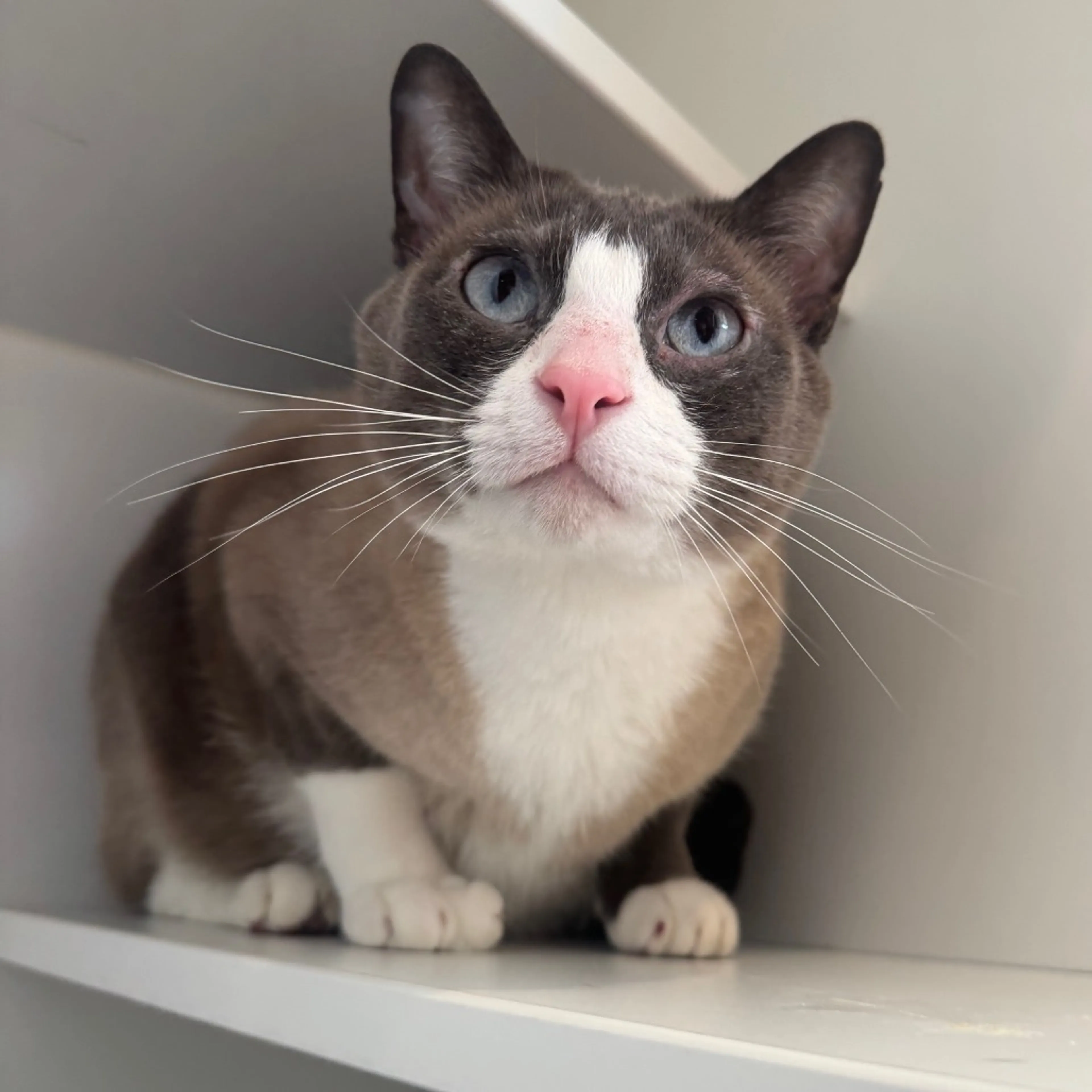 Found pet-2