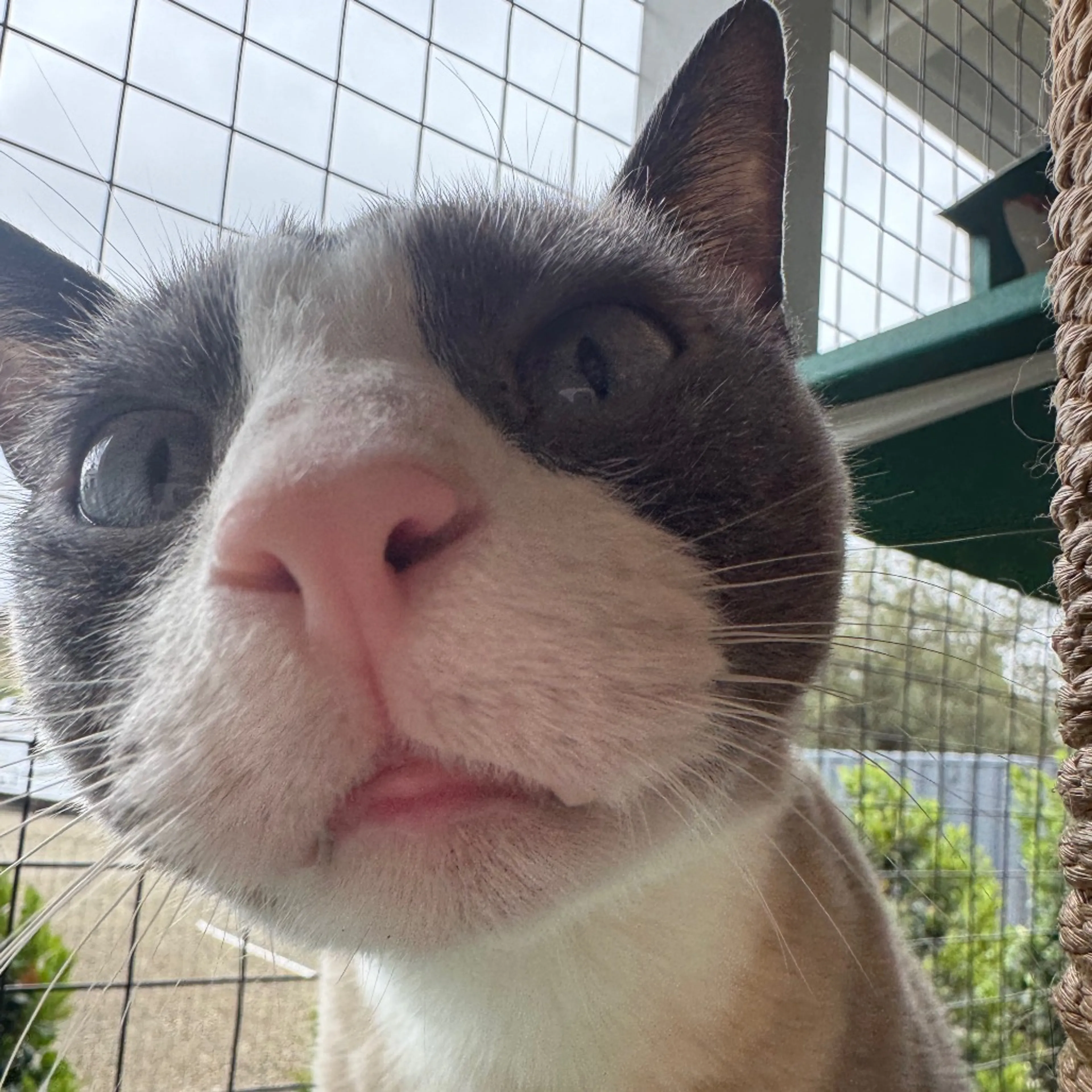 Found pet-4
