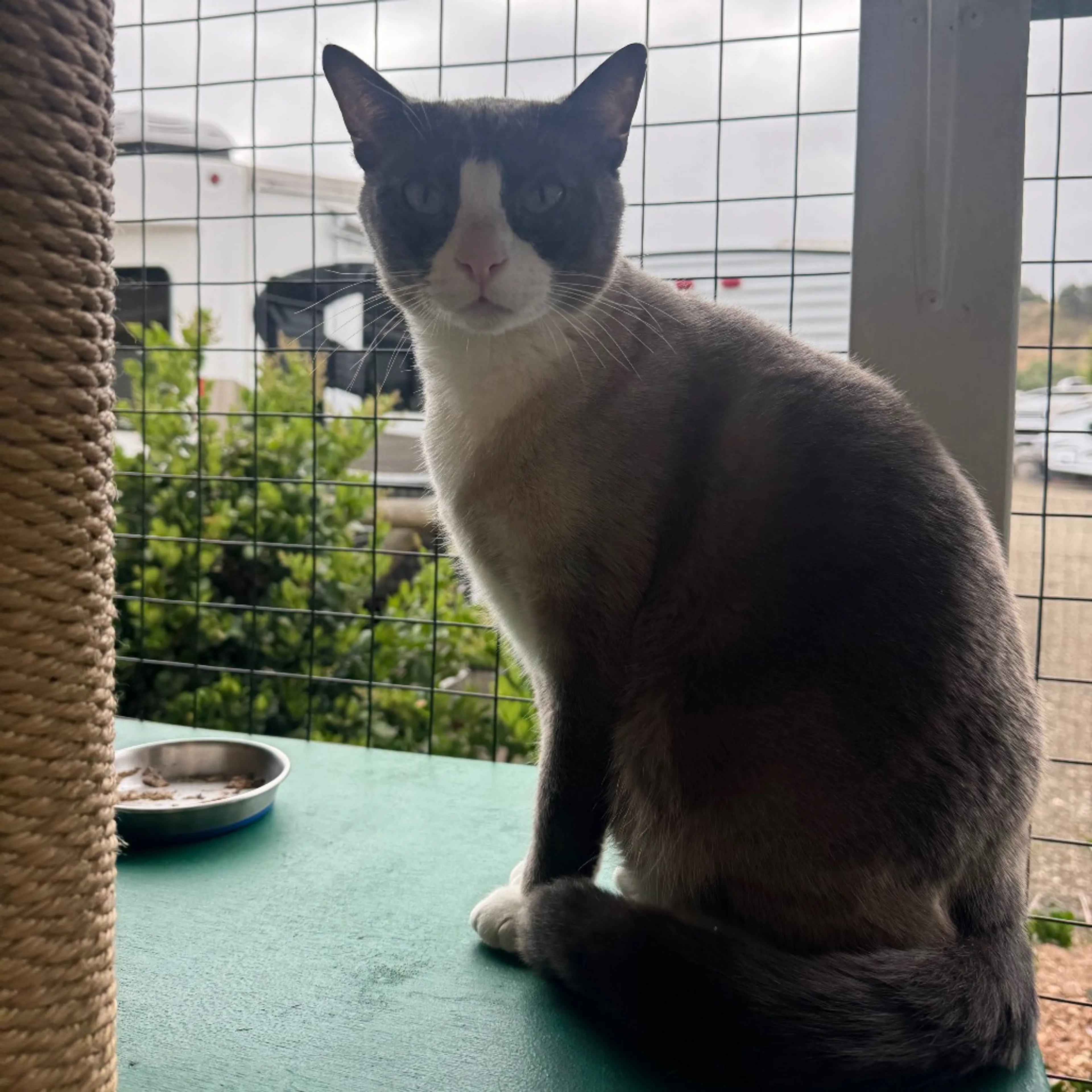 Found pet-5