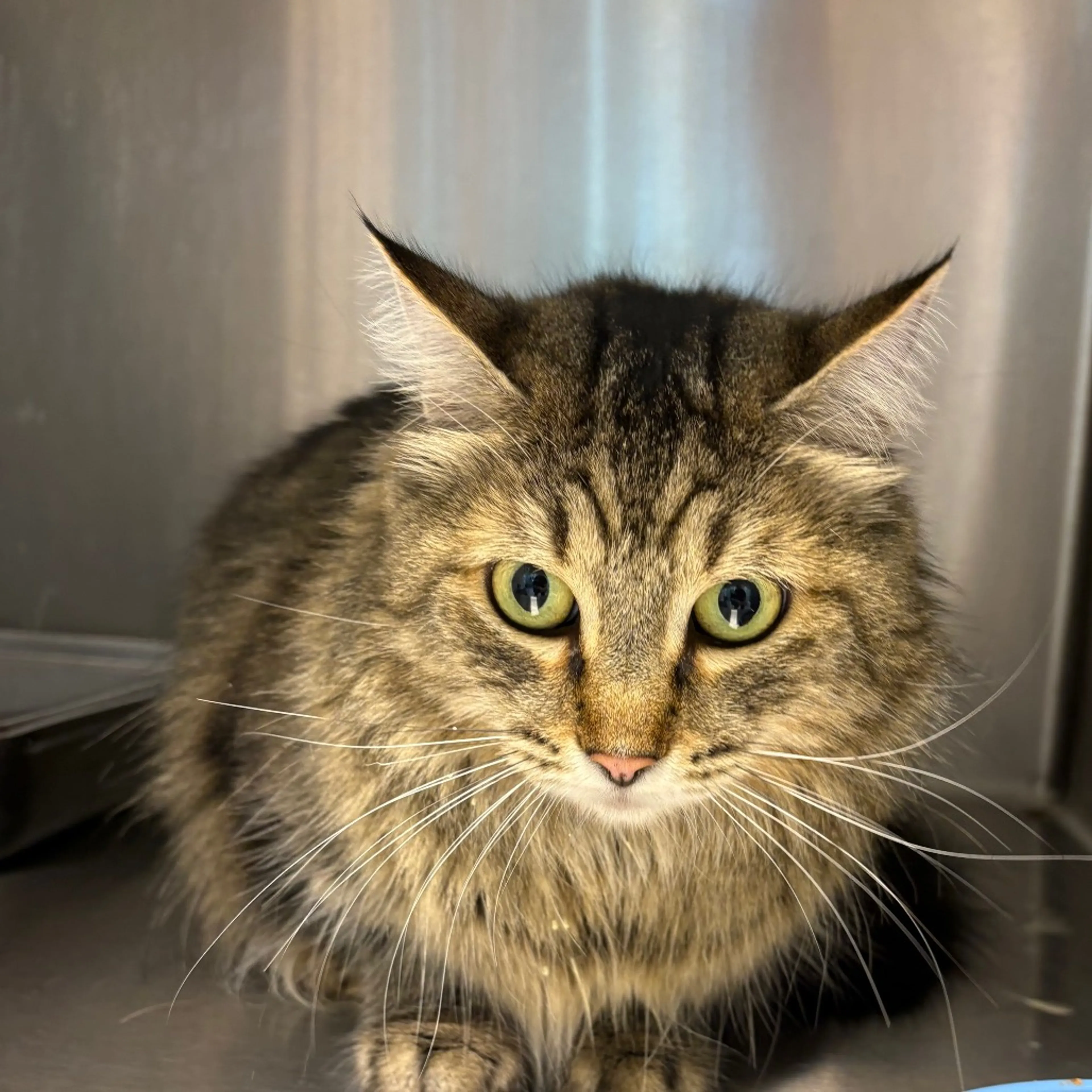 Found pet